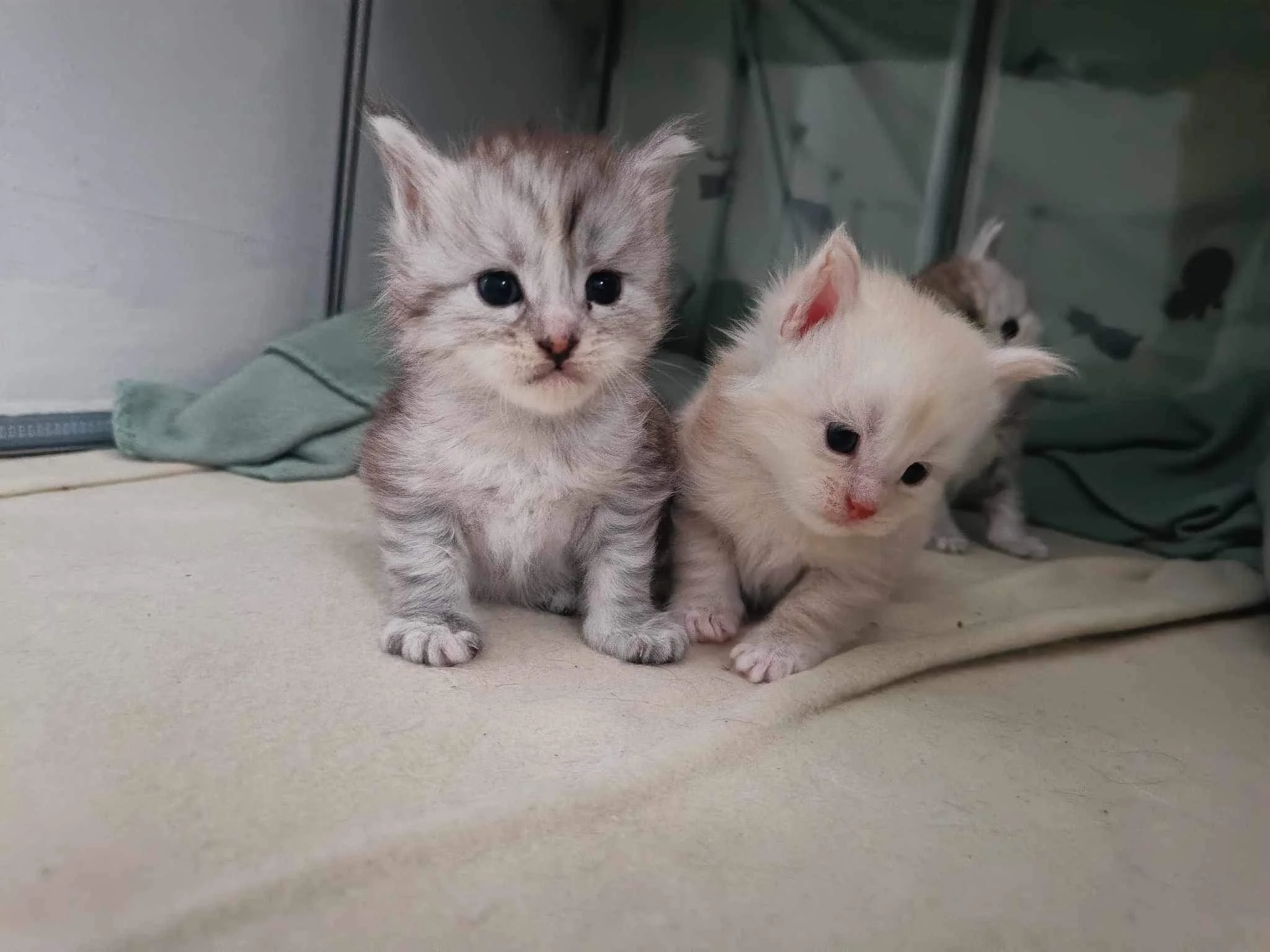 two baby maine coon kittens 4 weeks old 