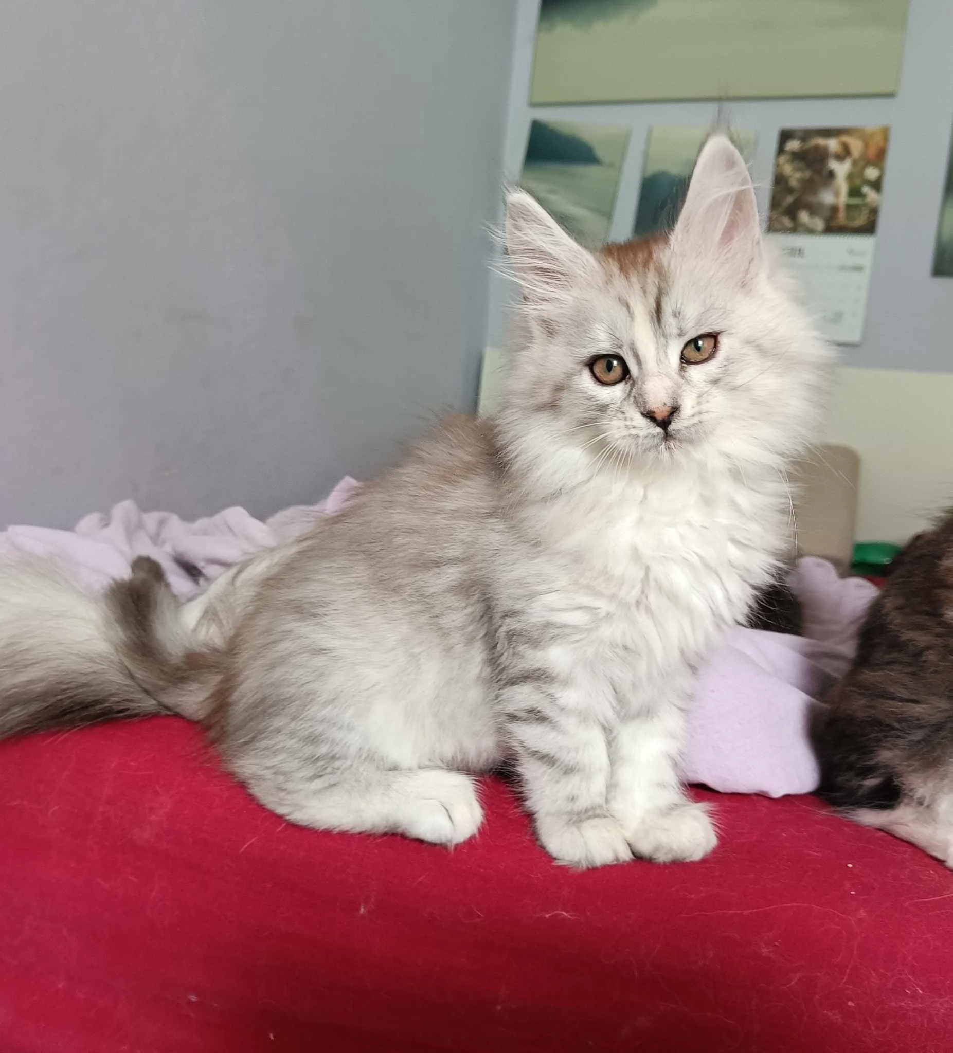 baby maine coon female kitten