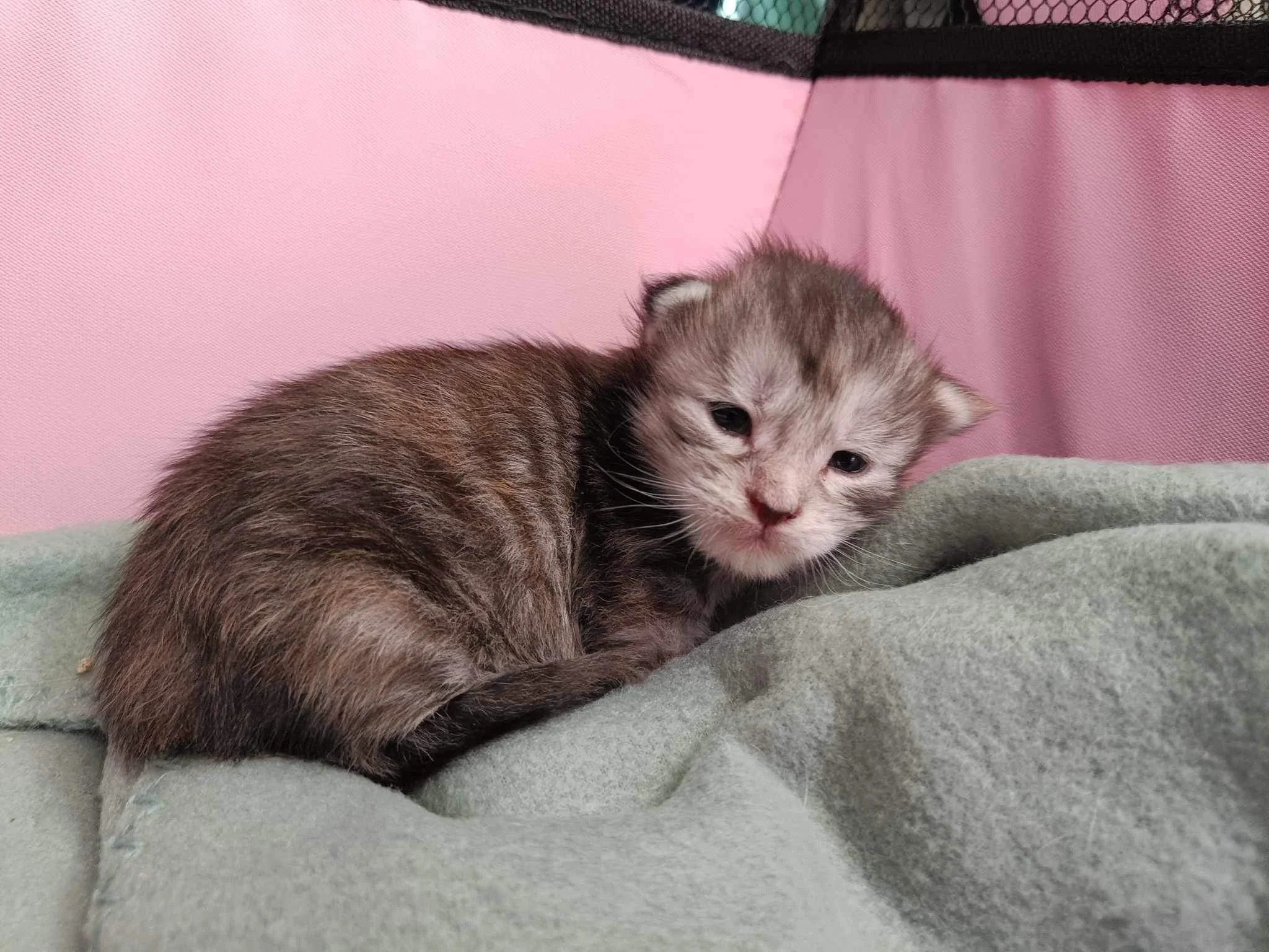 baby girl maine coon kitten staring at camera