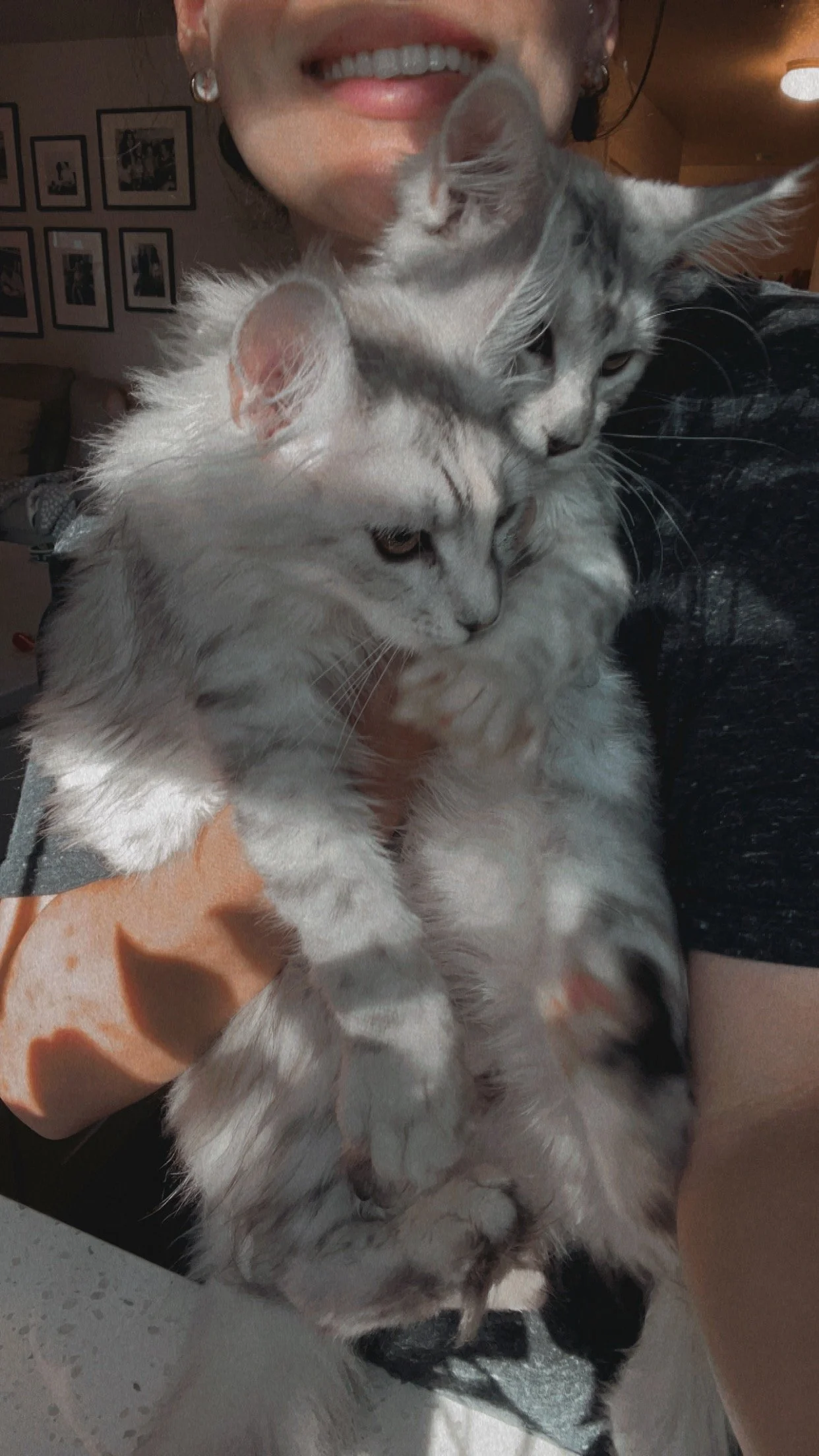 maine coon sisters black silver mackerel torbies