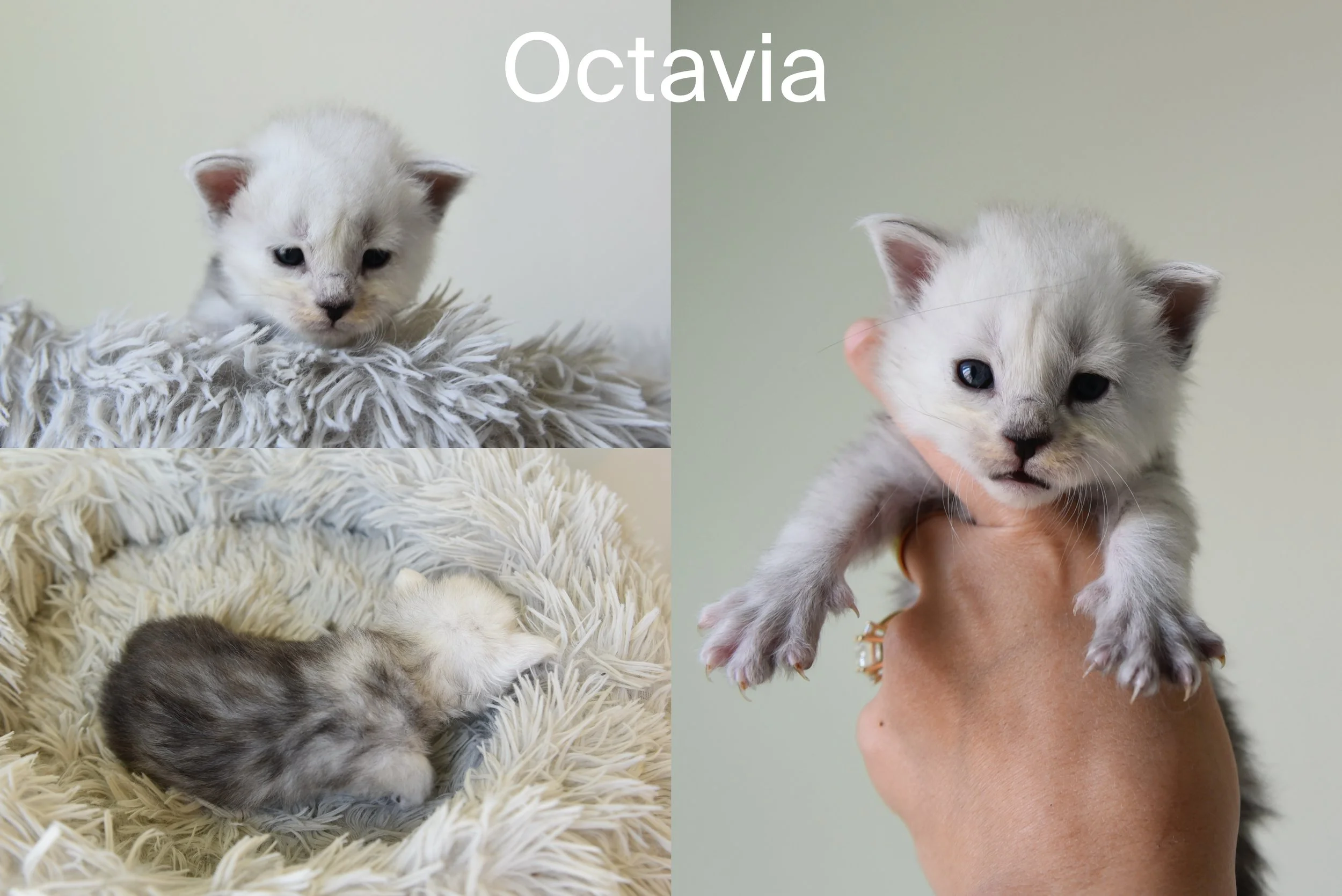 Black silver female maine coon kitten called octavia