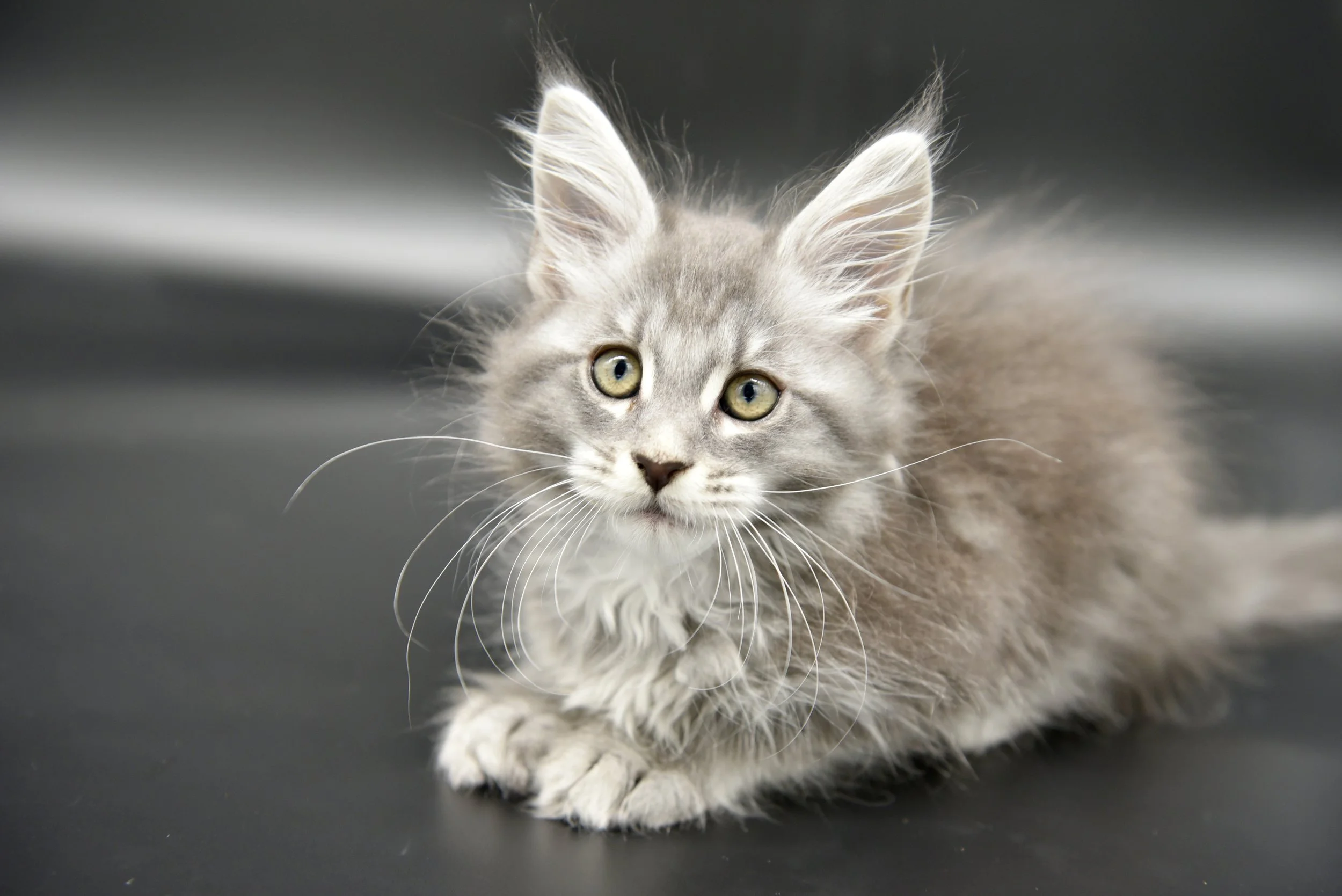 blue silver maine coon