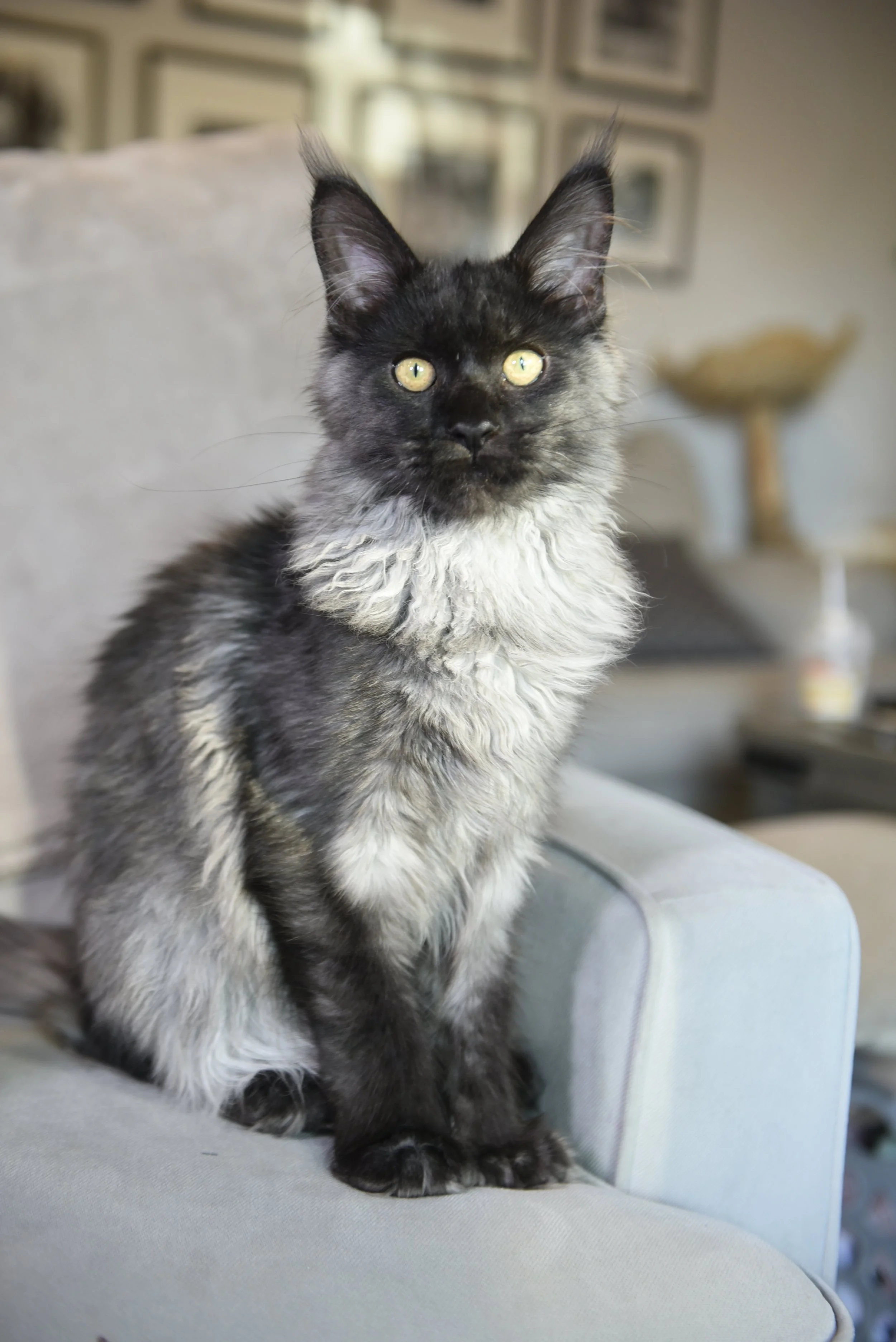Black smoke female maine coon in our breeding cattery