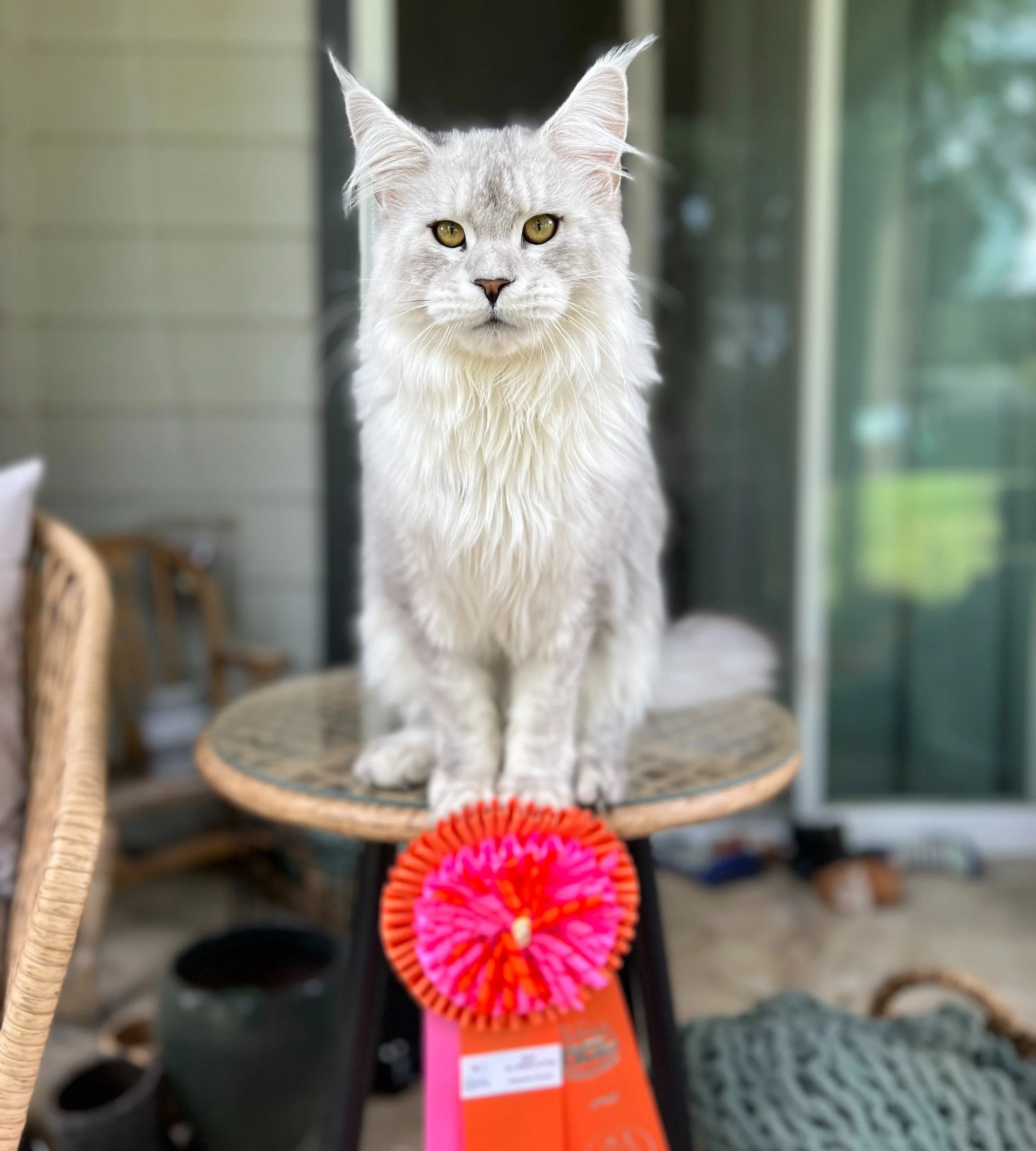 maine coon with show ribbon. Male, kitten in black silver shaded color