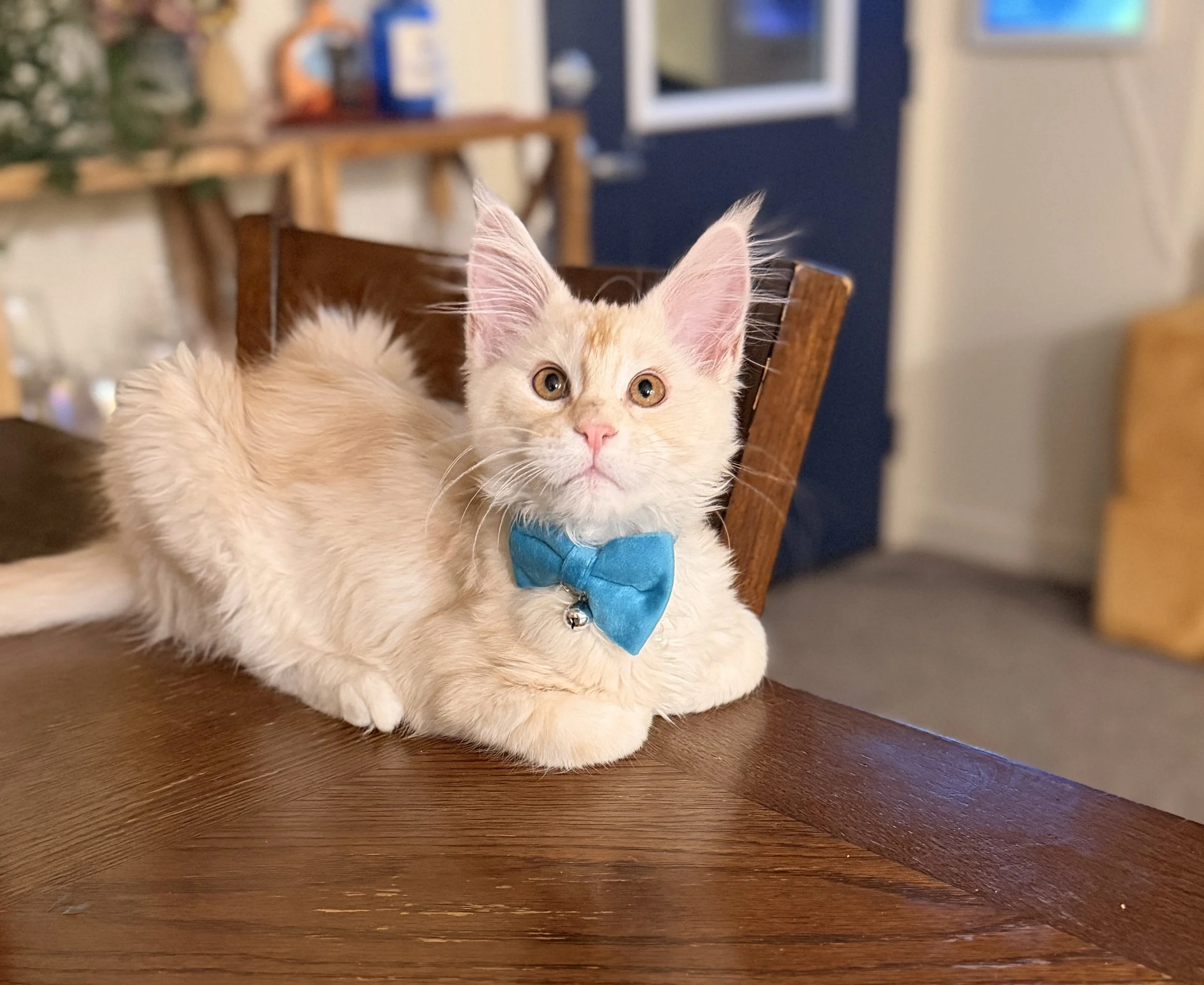 Baby maine coon with a bowtie