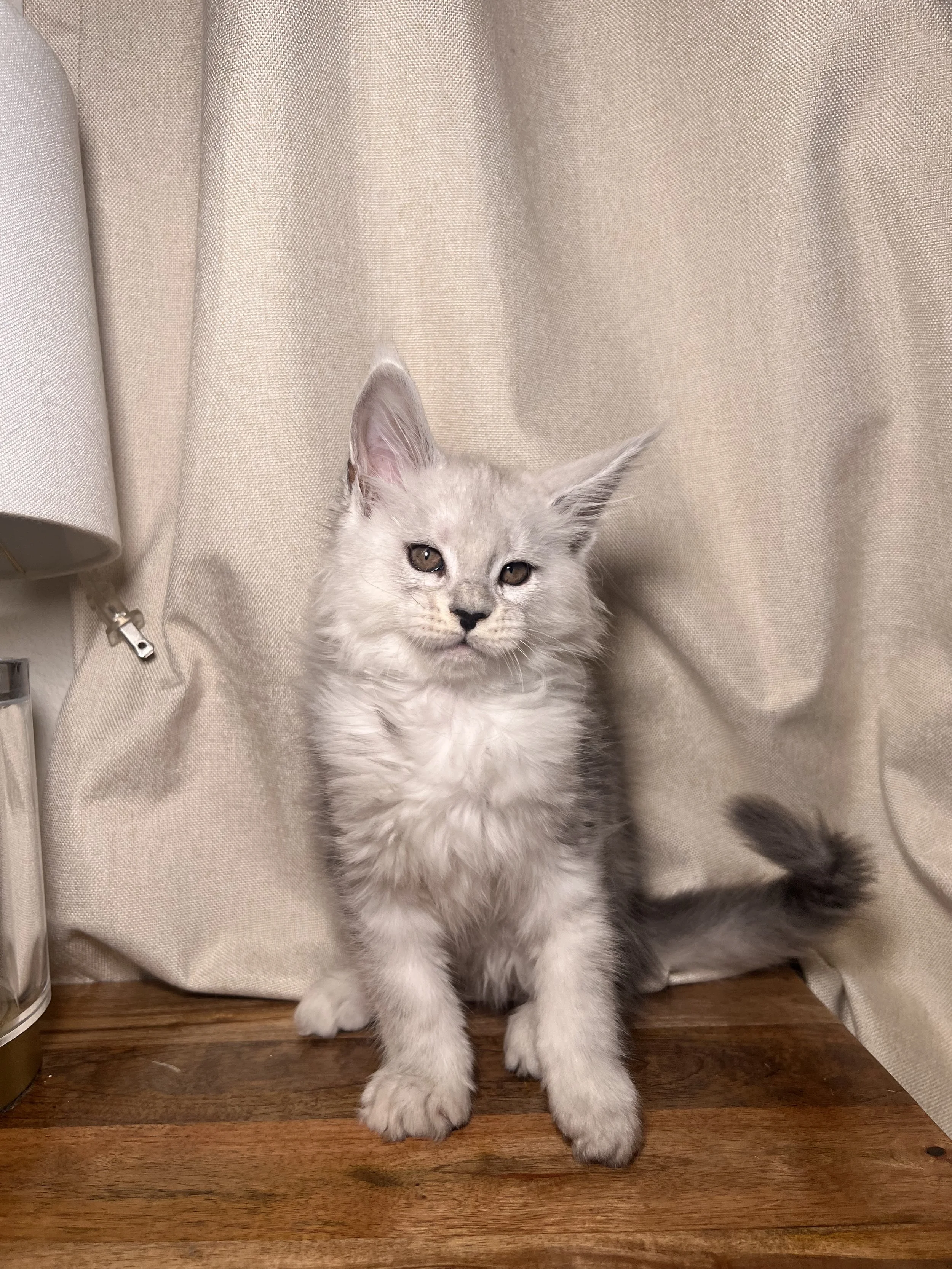 black silver shaded maine coon kitten