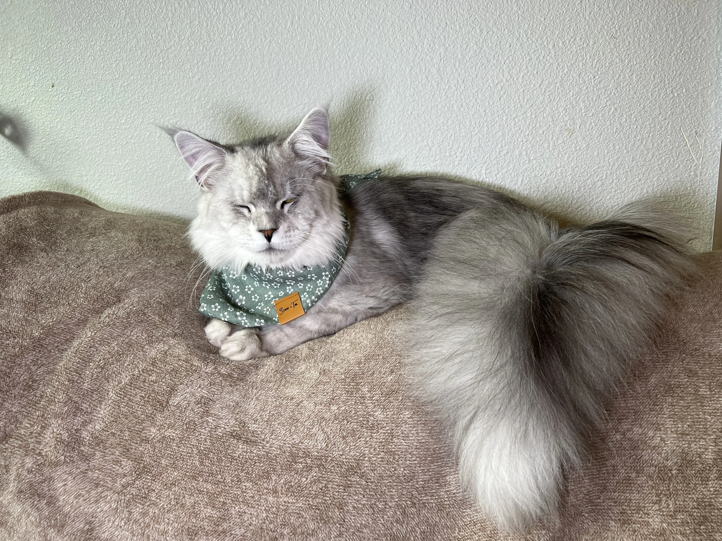 Realm Of Coons Maine Coon Cats | Maine Coon Kittens For Sale | Salem Oregon