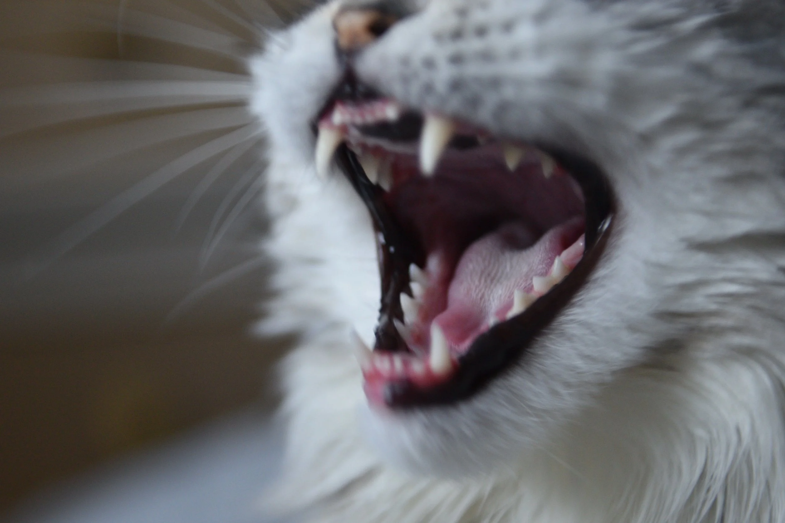 maine coon yawning