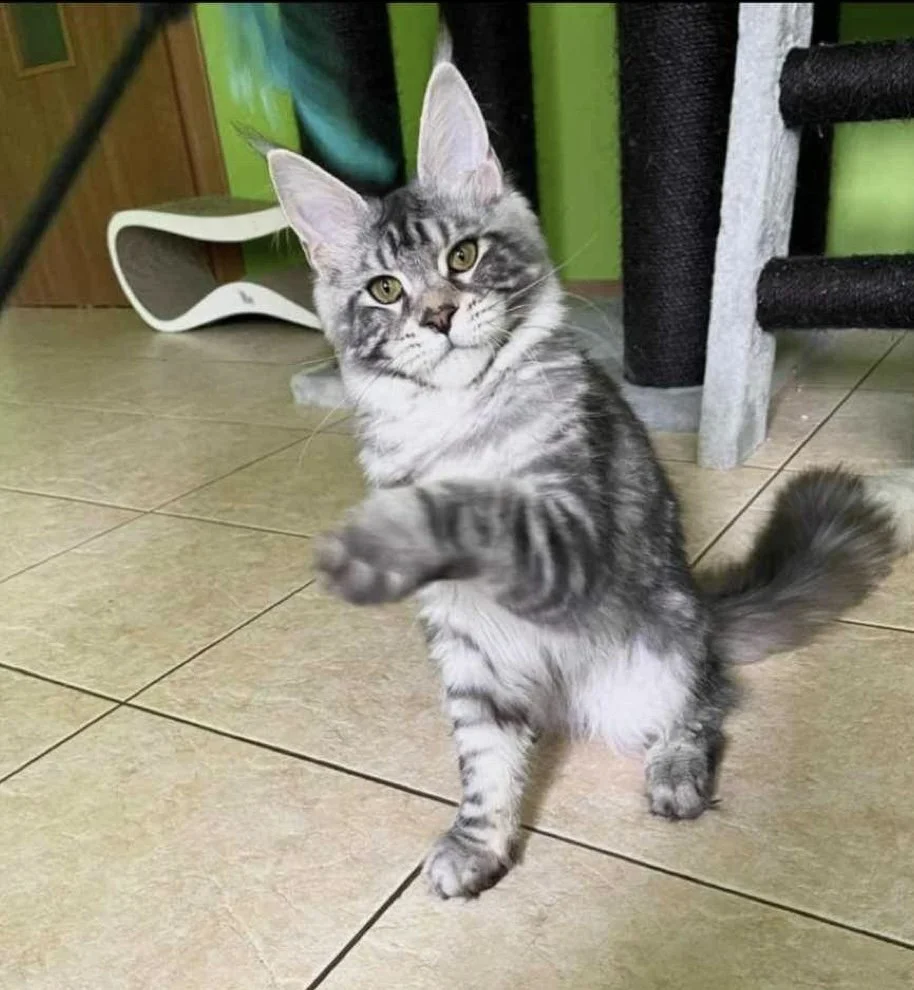 Maine coon playing for the camera 