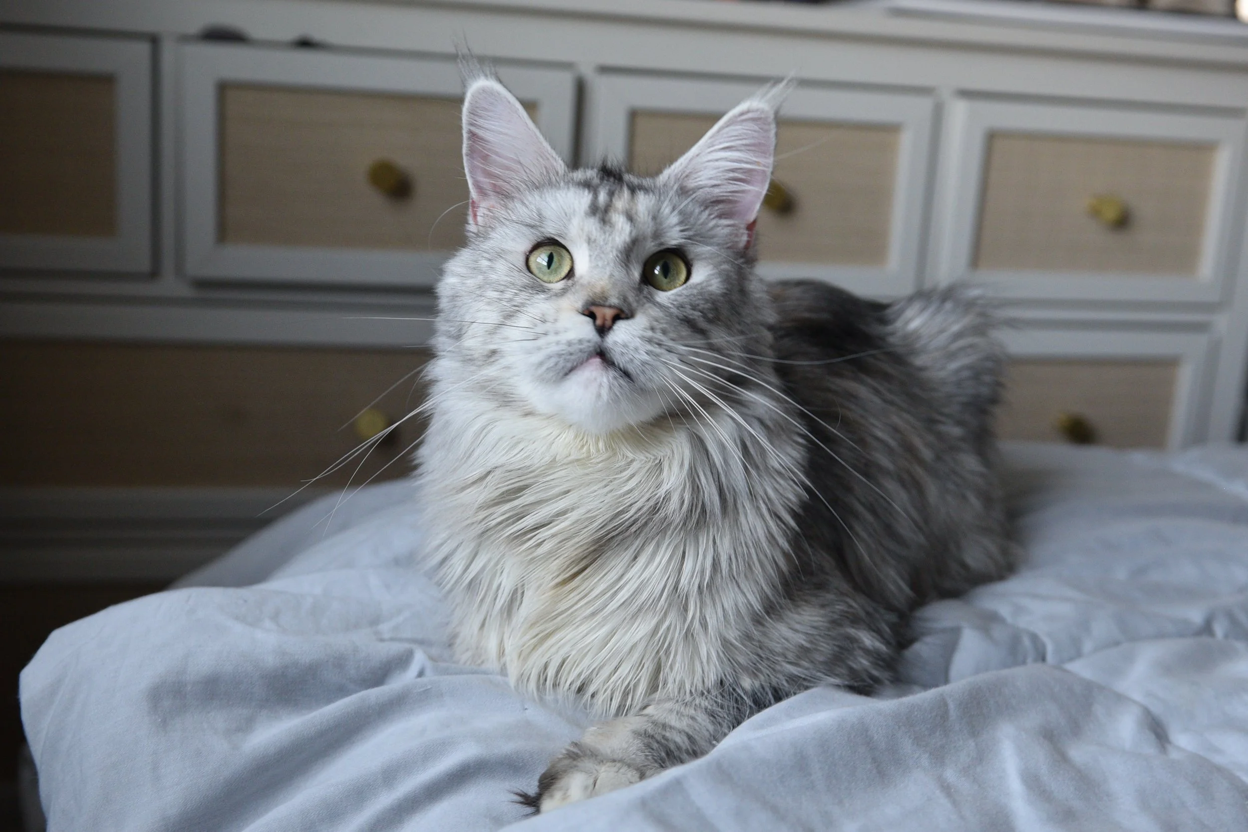 big beautiful female maine coon 