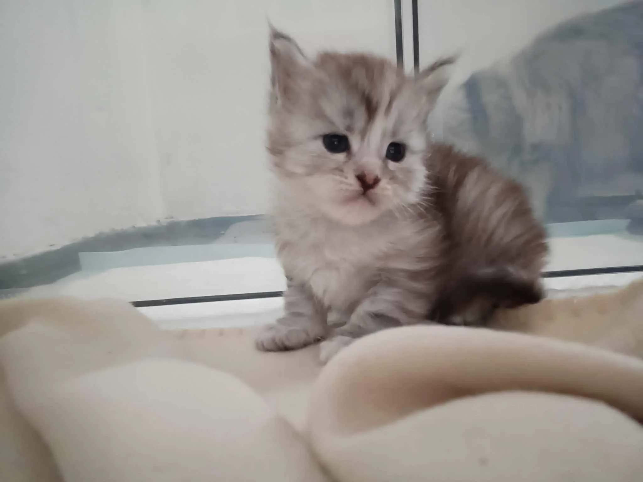 3 week old maine coon kitten 