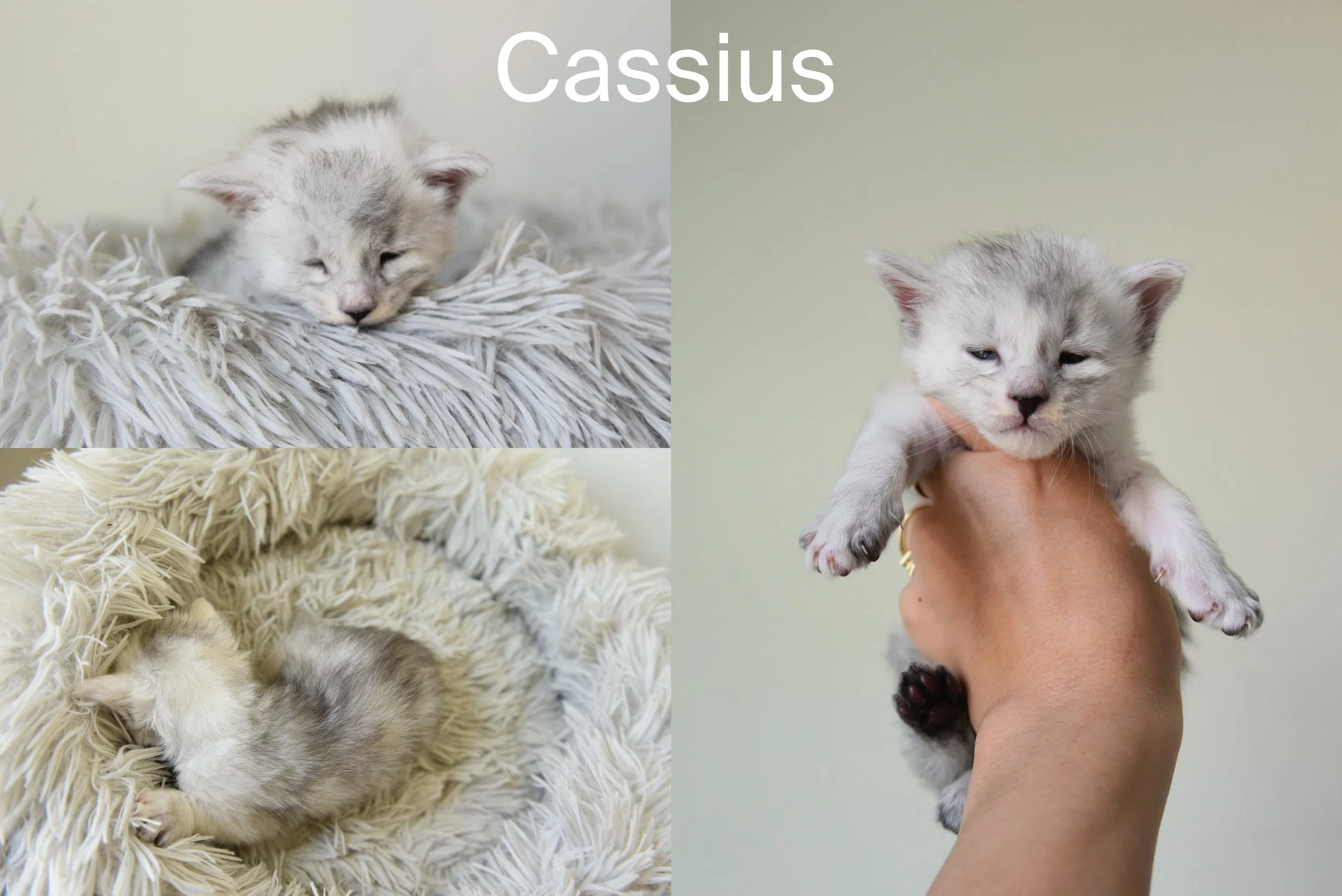 black silver shaded maine coon kitten called cassius