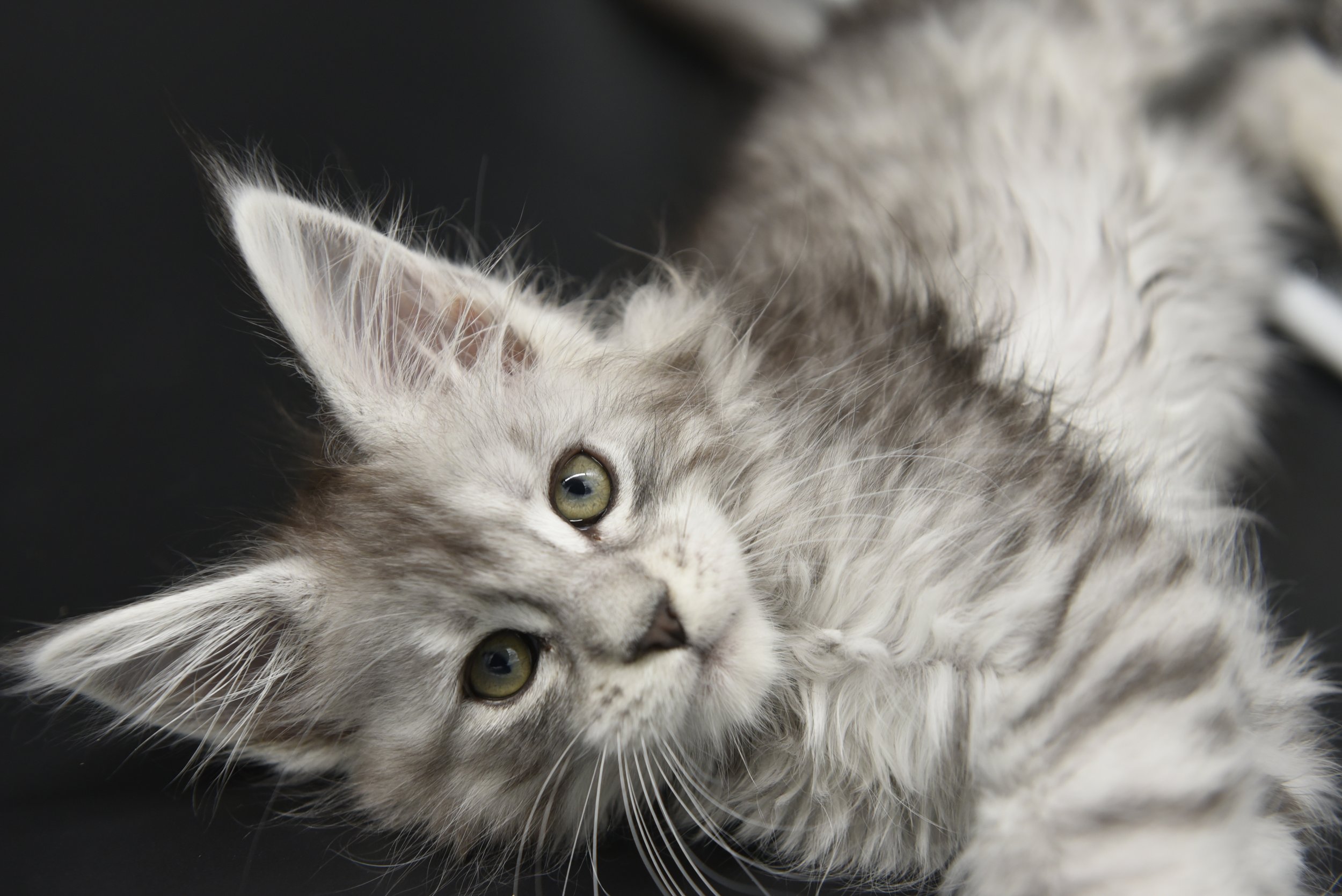 Black silver female maine coon kitten
