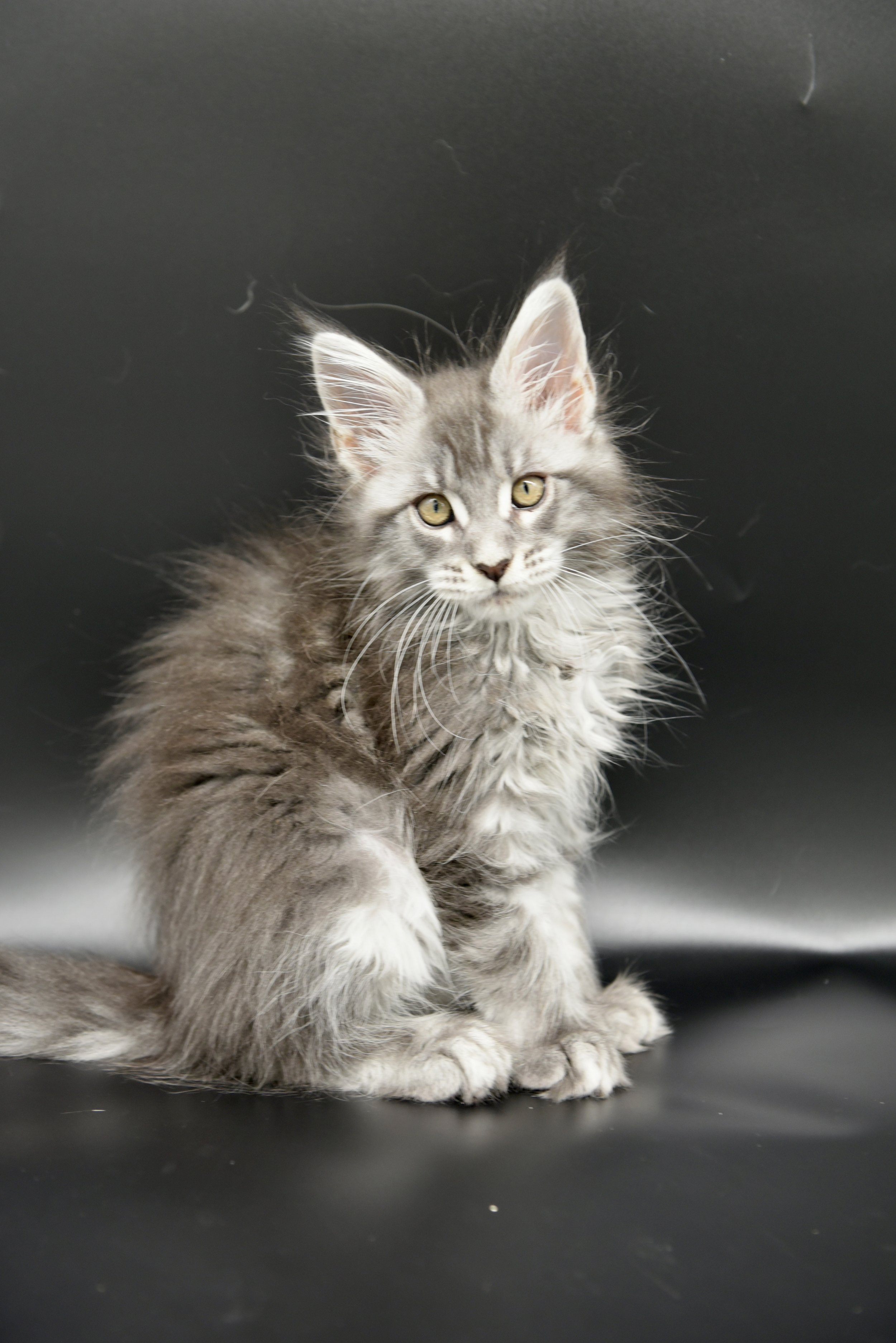 blue silver tabby female maine coon