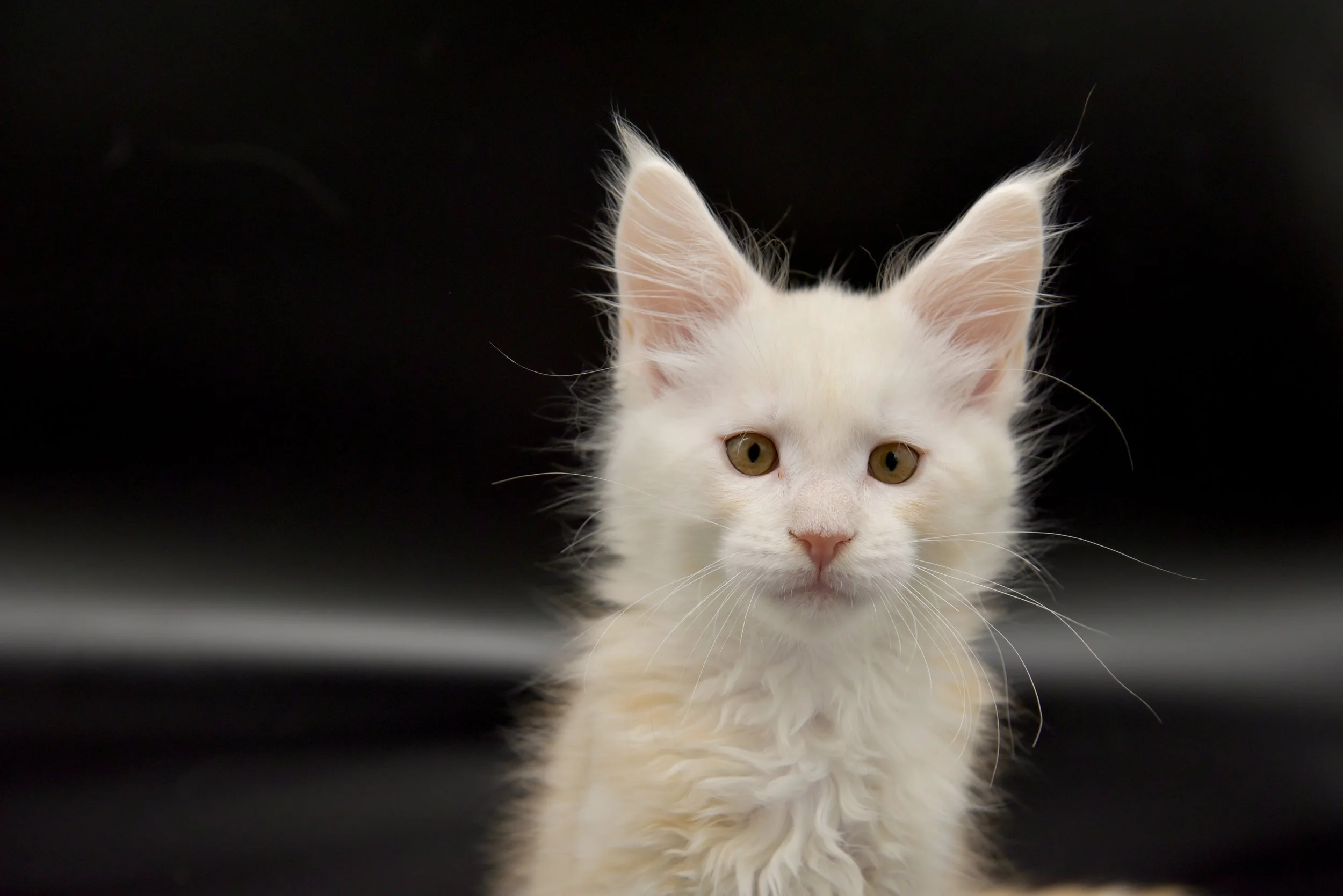 red silver shaded male maine coon