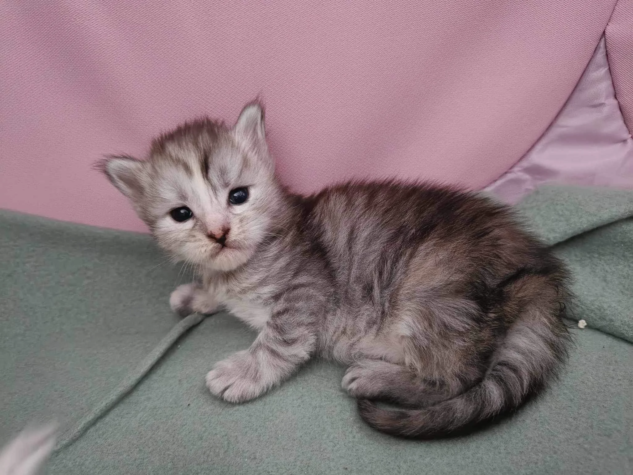 female maine coon kitten 3 weeks old