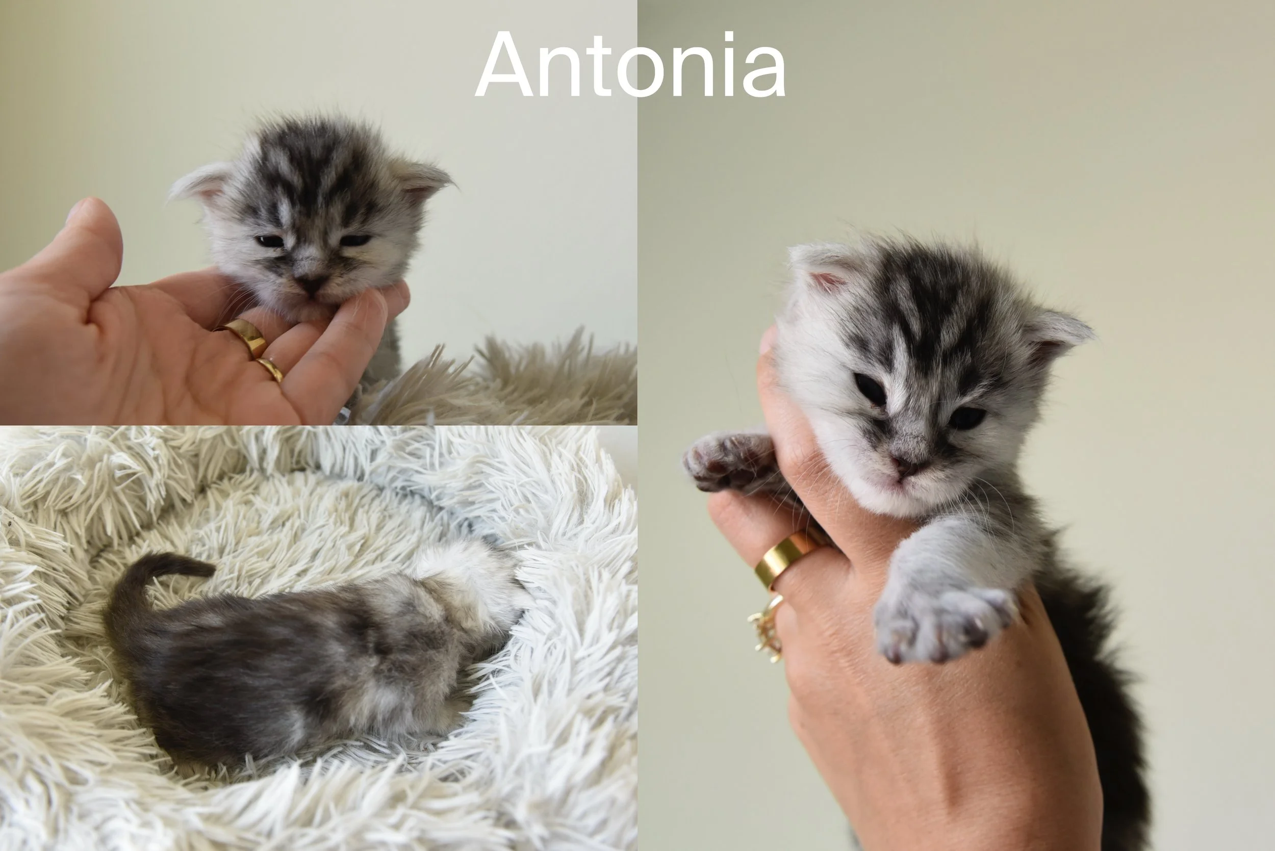 black silver tabby female maine coon kitten called Antonia