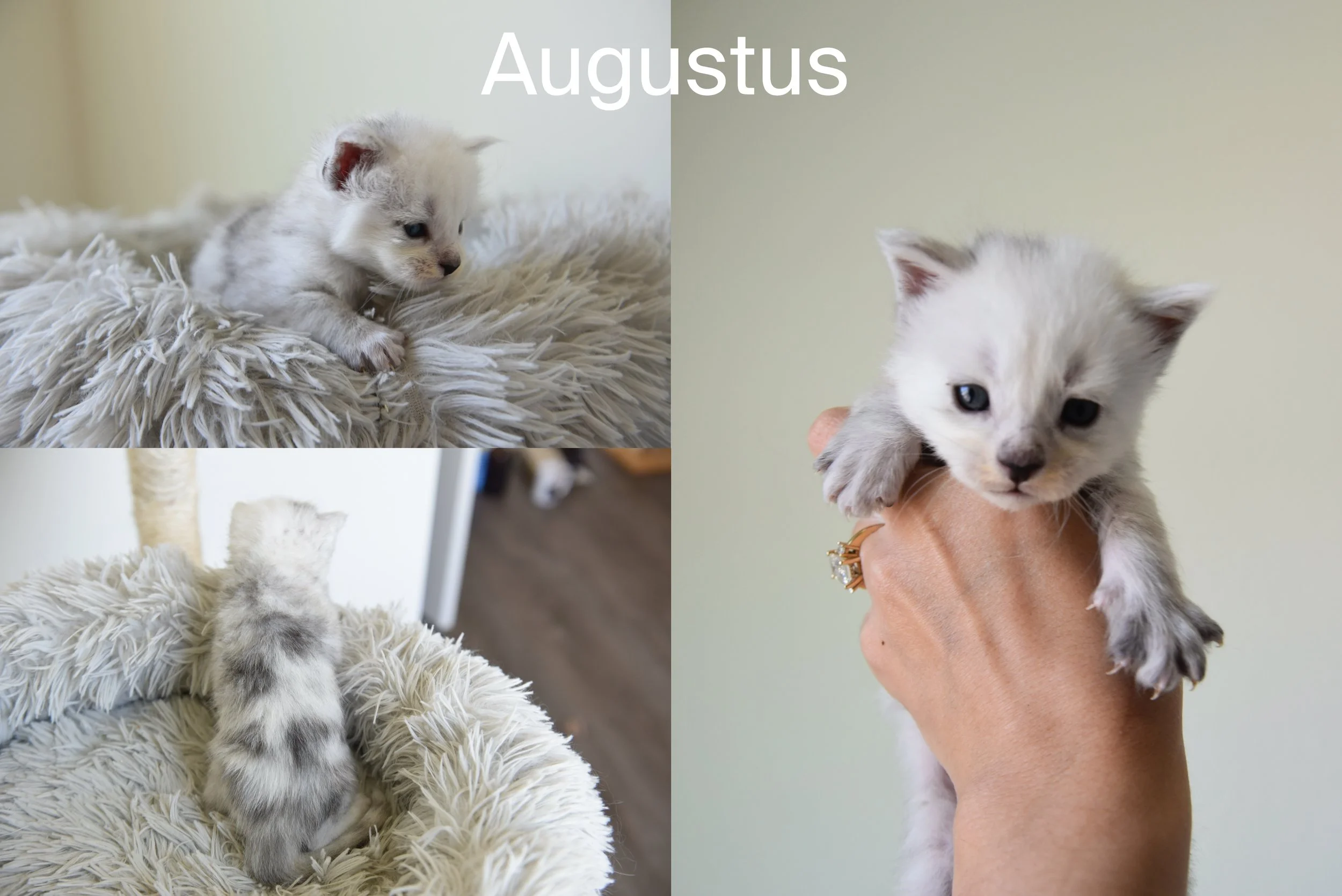 Black silver shaded maine coon kitten called Augustus