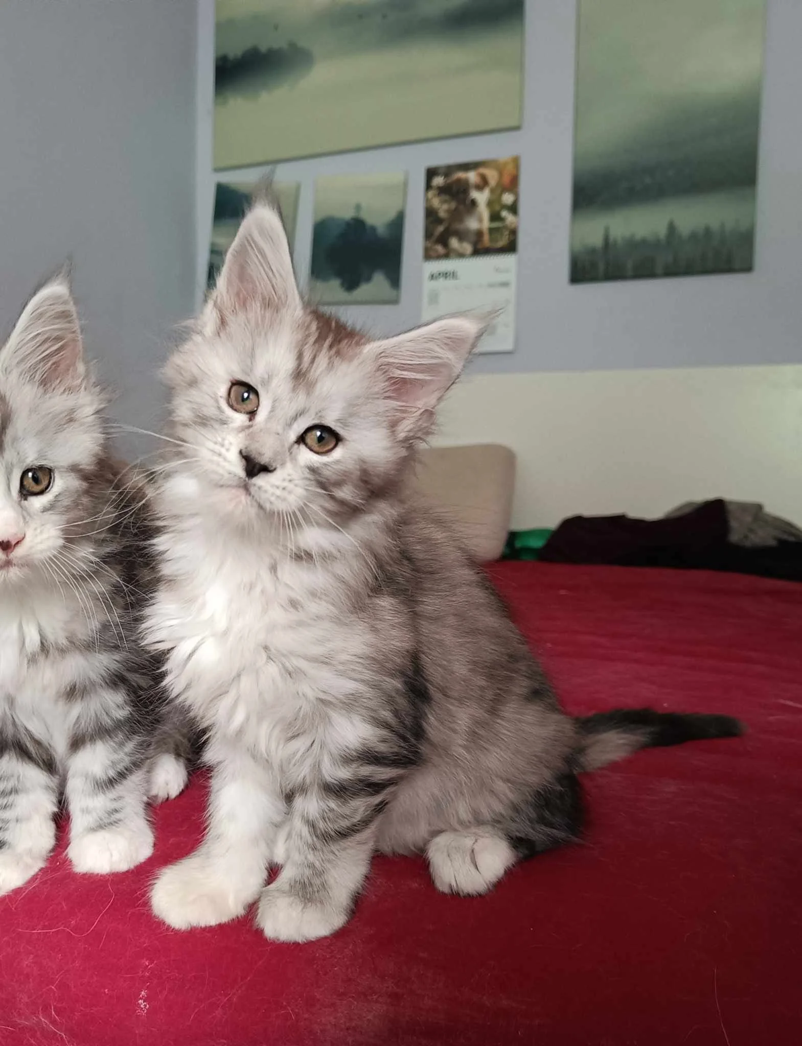 baby maine coon kitten