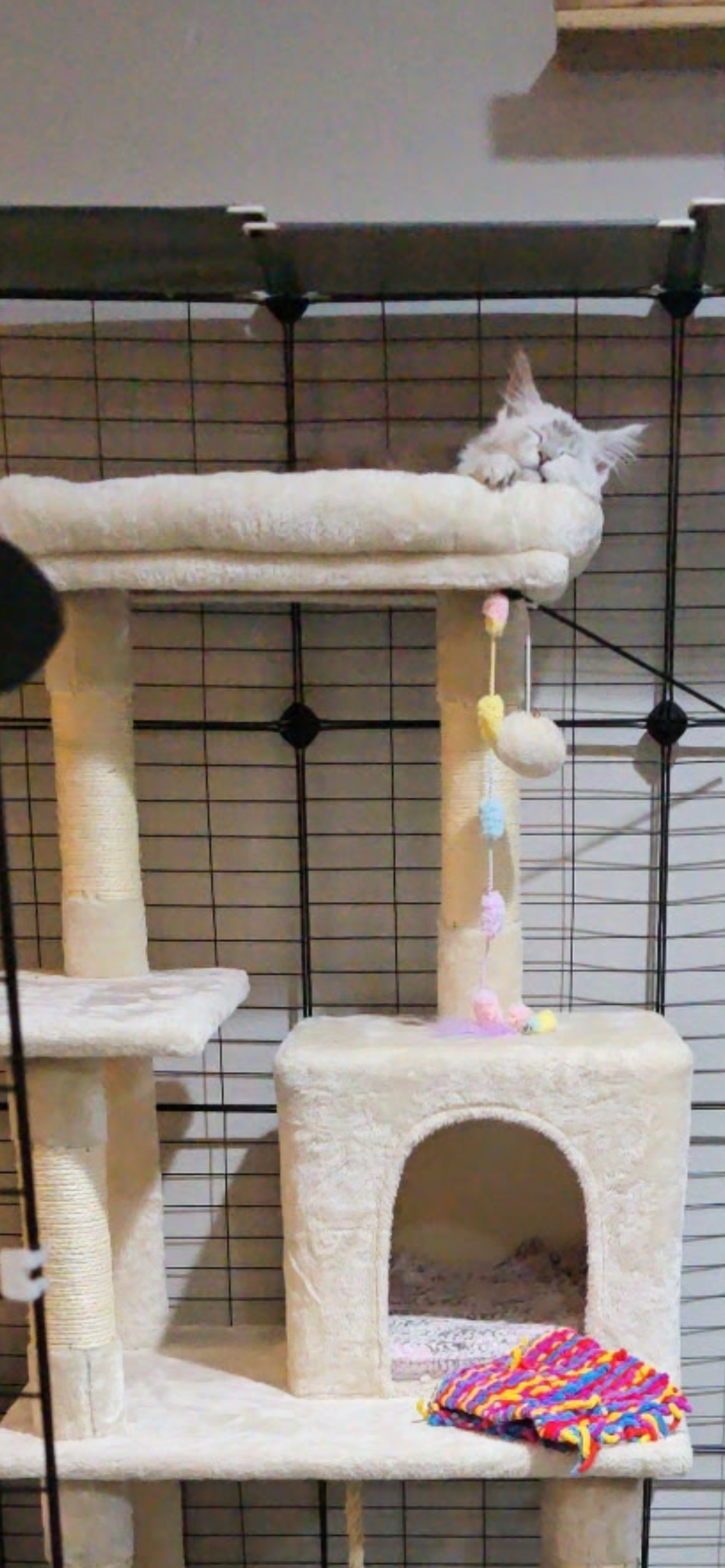 black silver tabby maine coon kitten sleeping