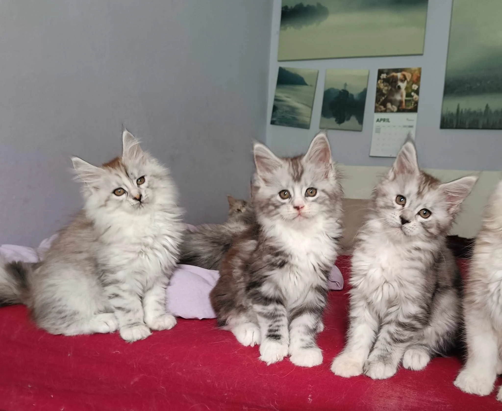baby kittens staring into a camera 