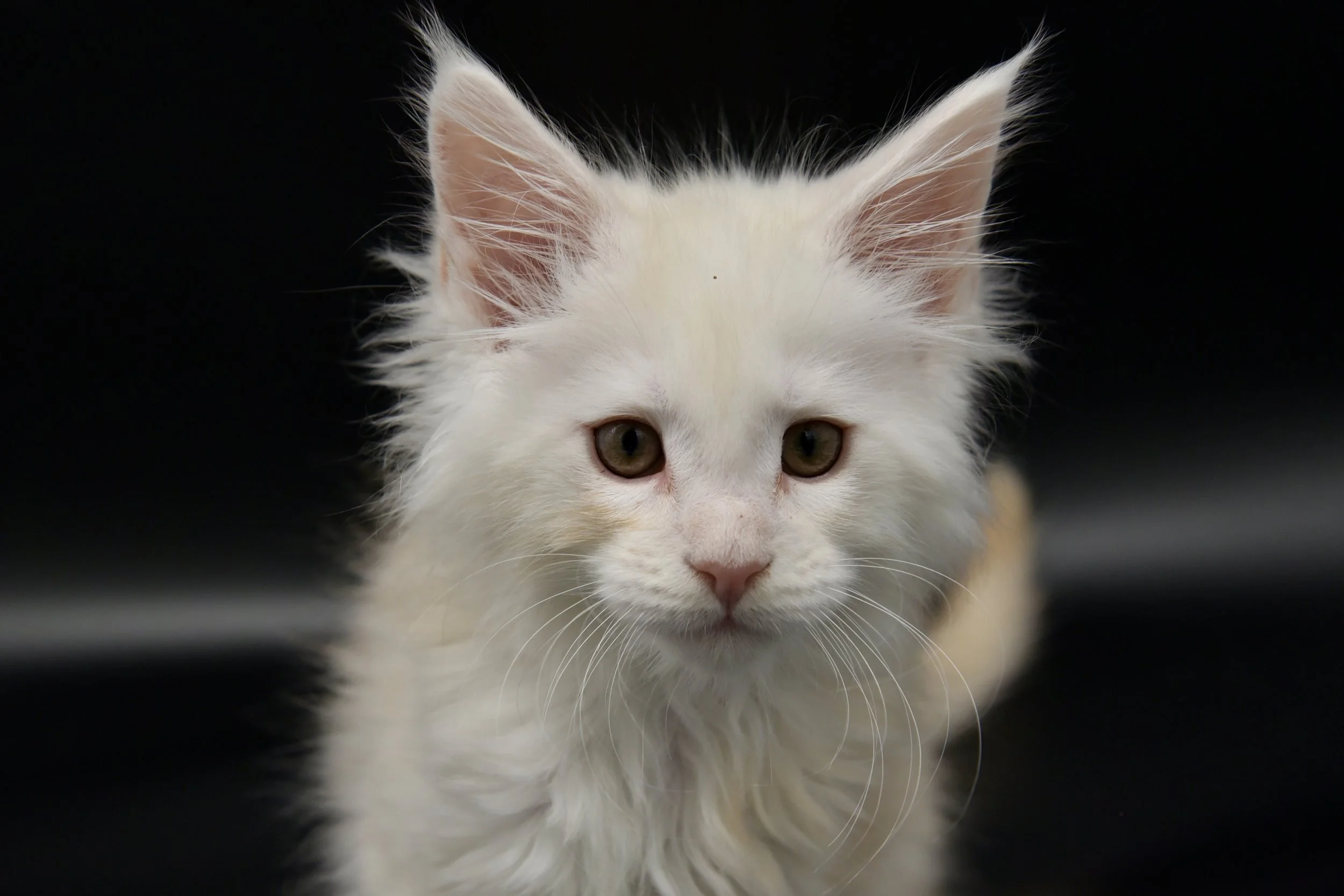red silver shaded male maine coon kitten
