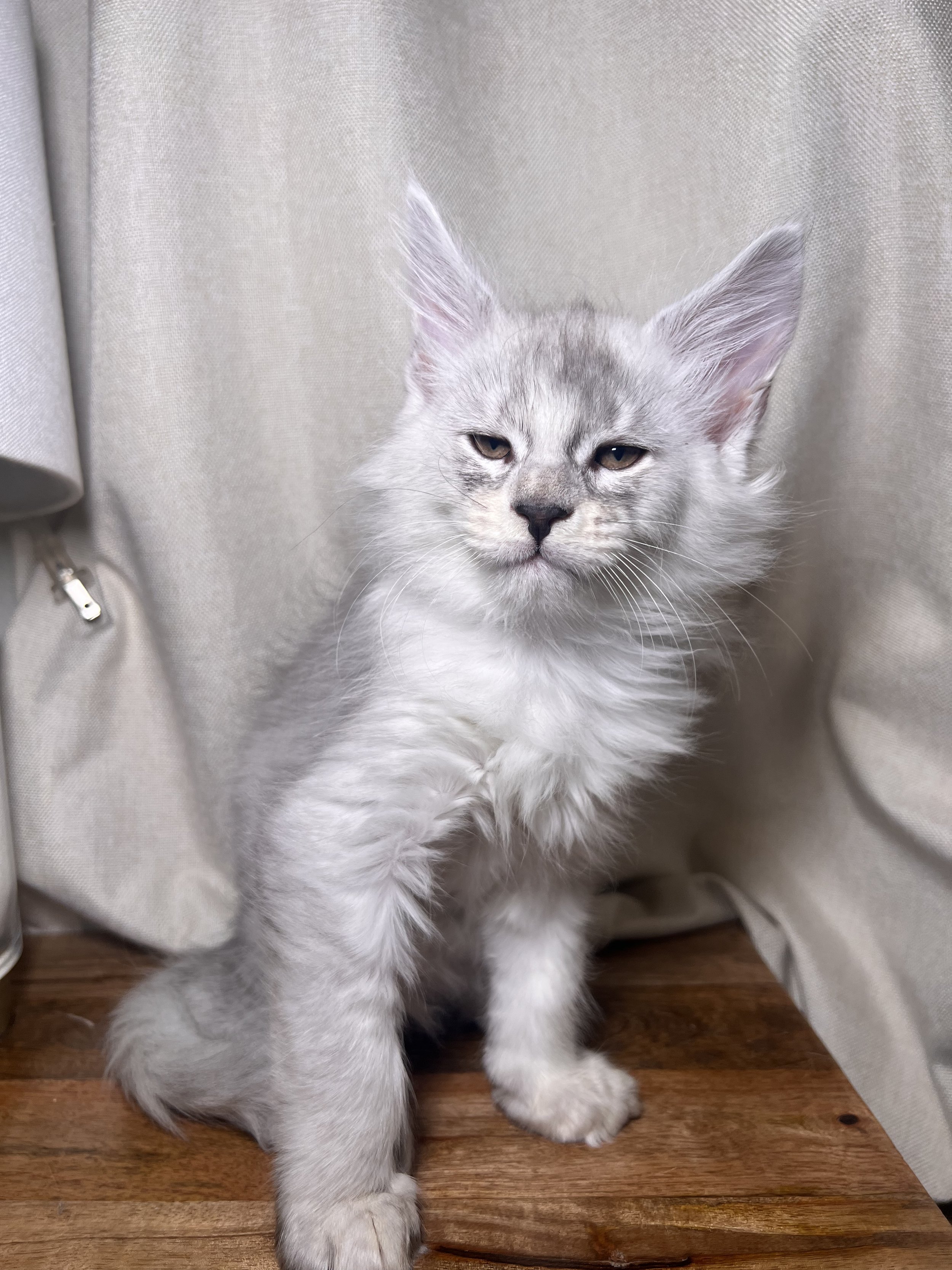 black silver shaded maine coon