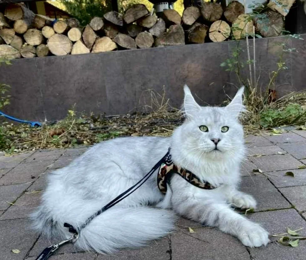Maine coon cat sitting in front of chopped wood.