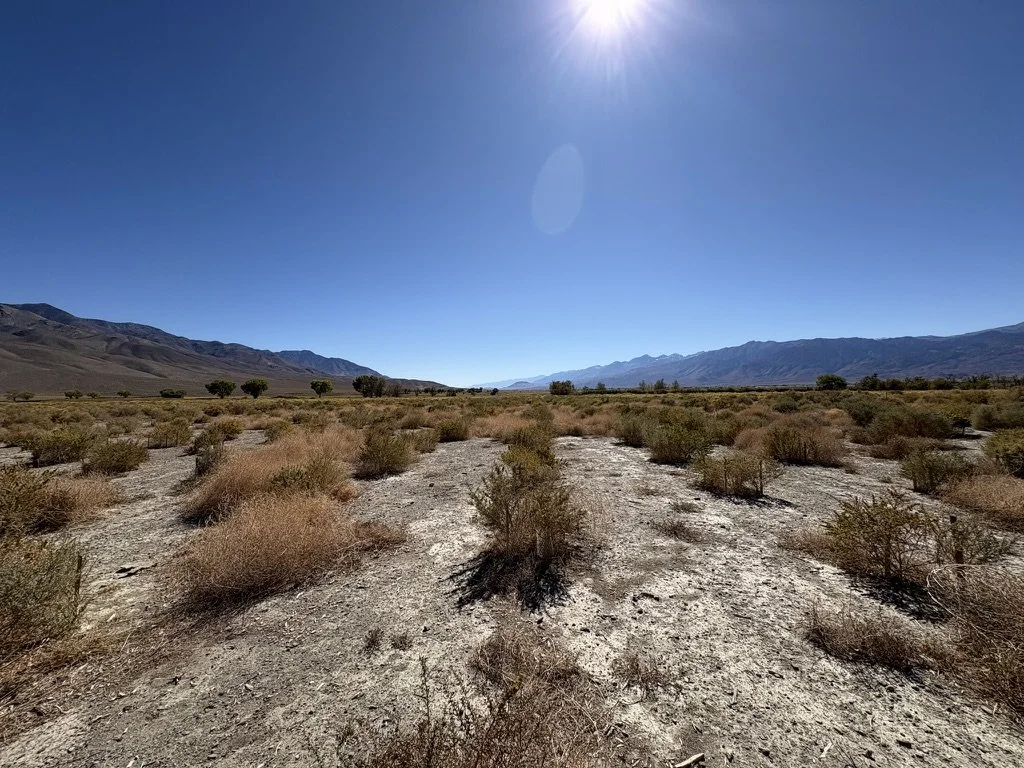 Tumbleweed among the saltbush