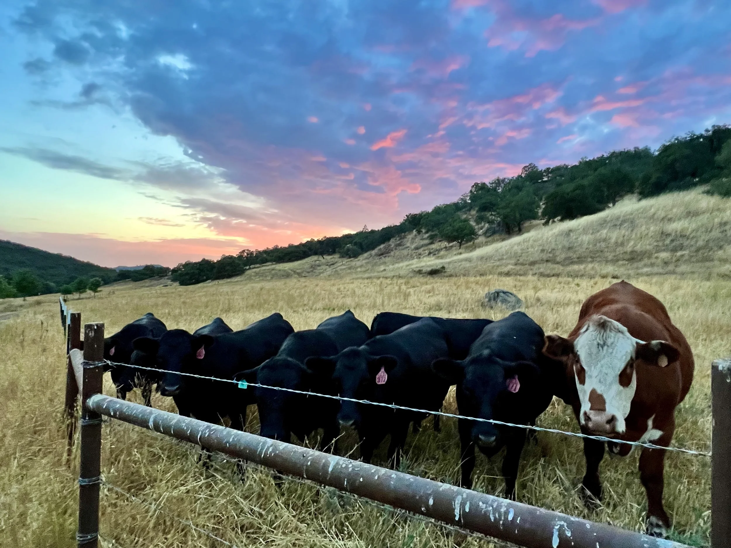 Filmland-RCRanch-livestock-5.jpg