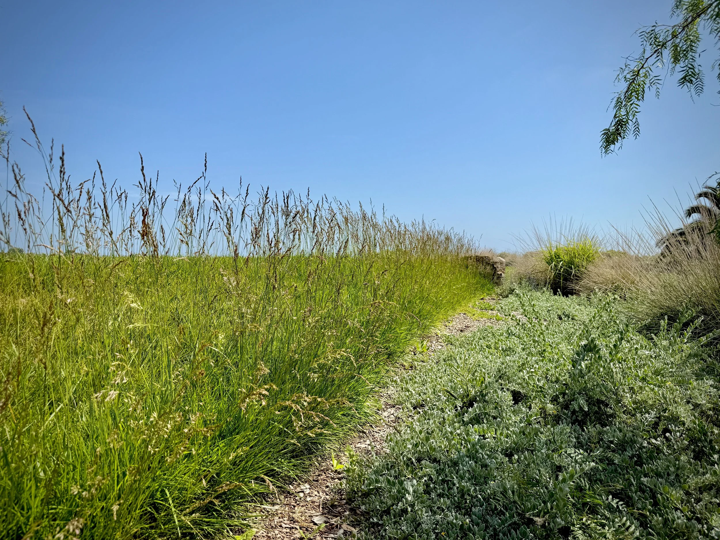 40-Filmland - PCH Garden- Open Grounds - Nature.jpeg