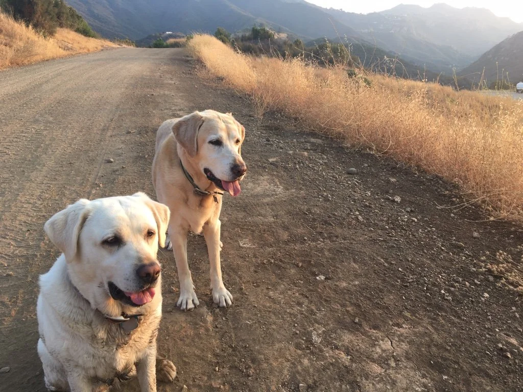 Filmland-Golden Summit-opengrounds-3c.jpeg