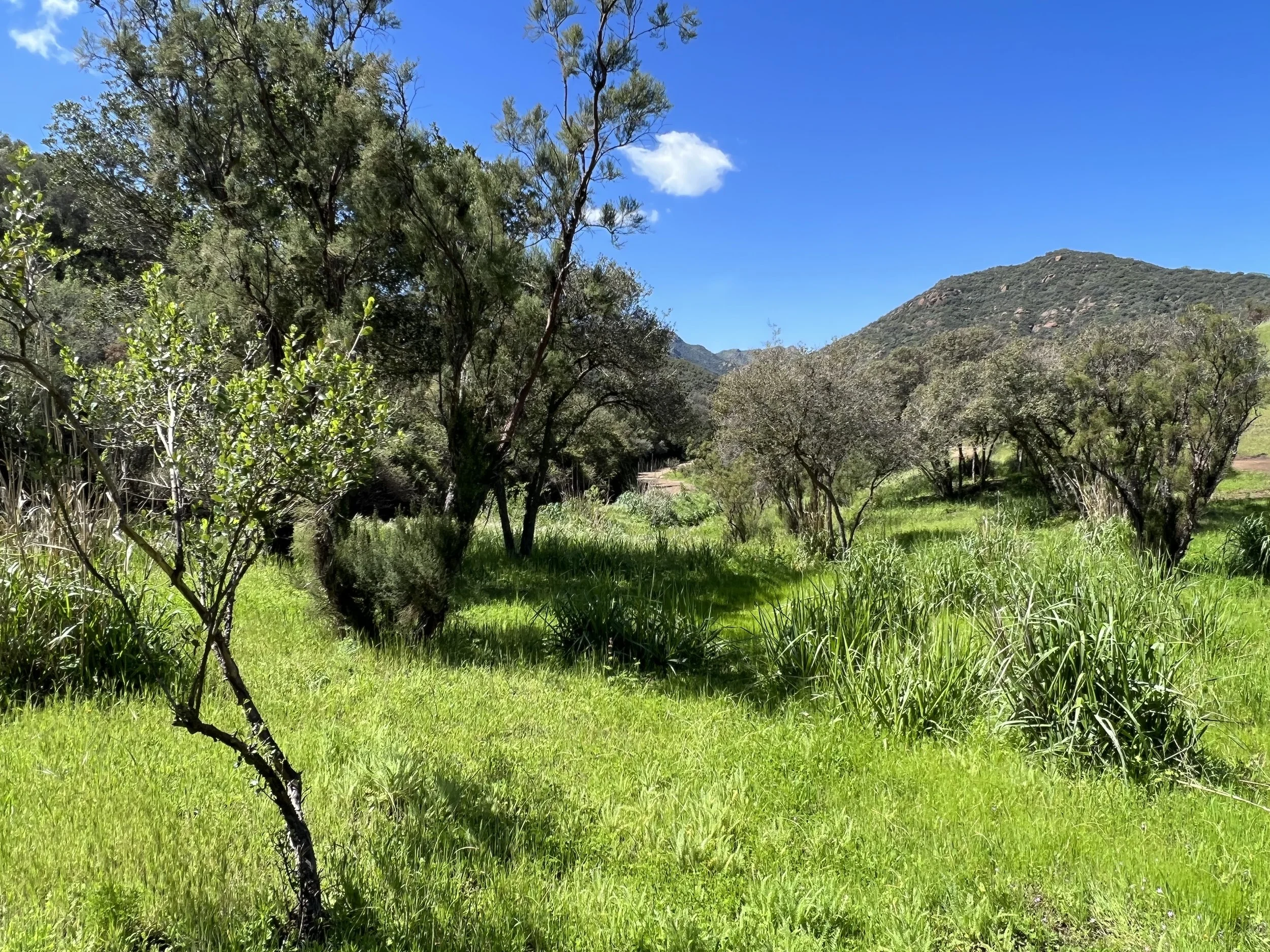 Filmland-Golden Summit-opengrounds-5a.jpeg