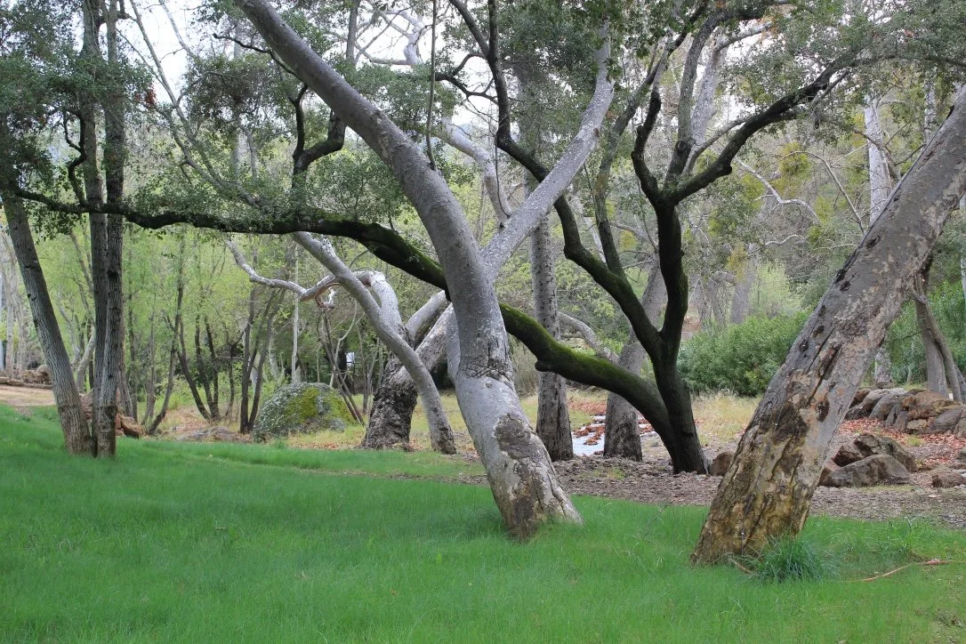 Filmland-Golden Summit-opengrounds-6aa.jpeg