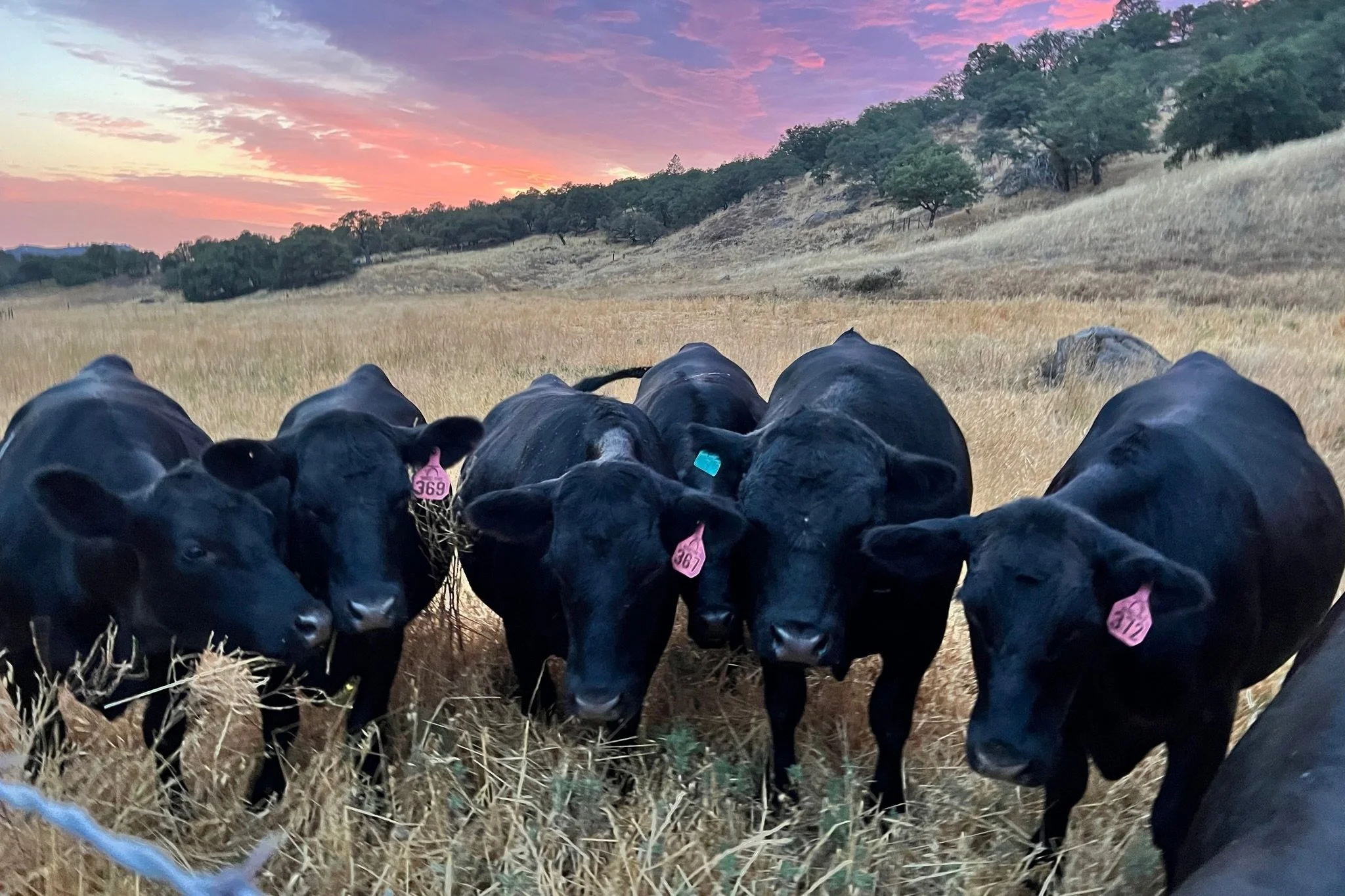 Filmland-RCRanch-livestock-sunset.JPG