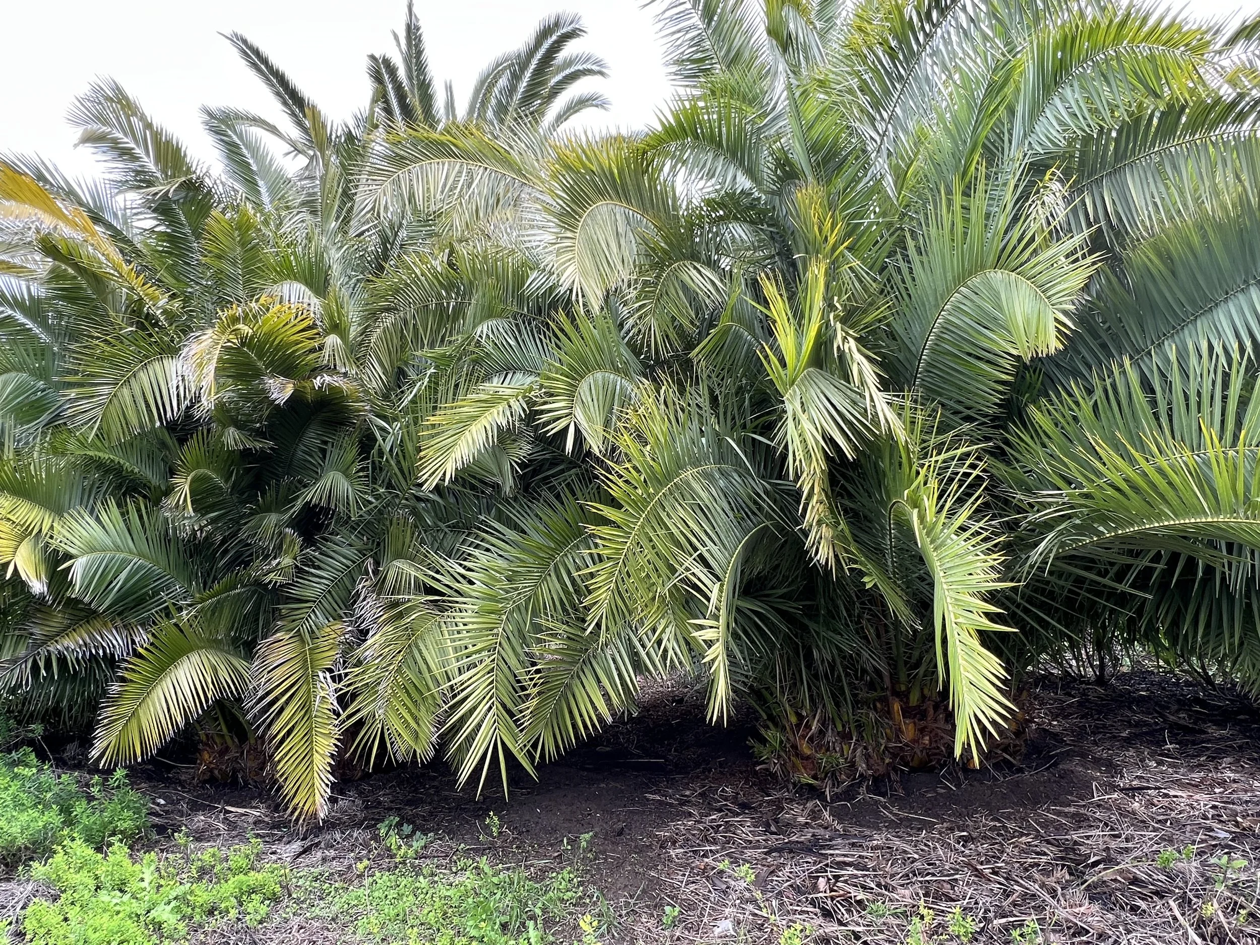 22-6c-Filmland - PCH Garden- Open Grounds - Nature.jpeg