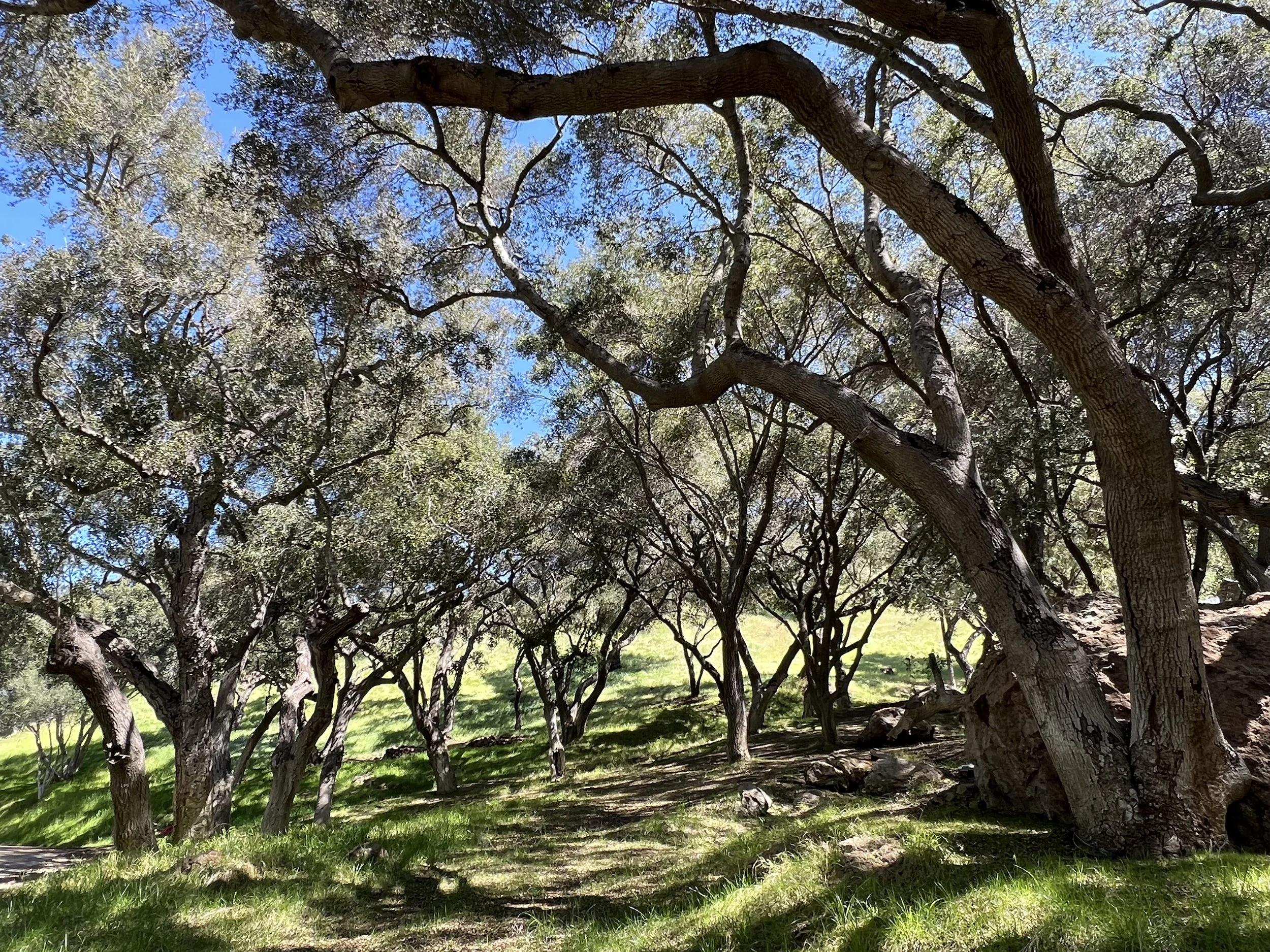 Filmland-Golden Summit-opengrounds-6.jpeg