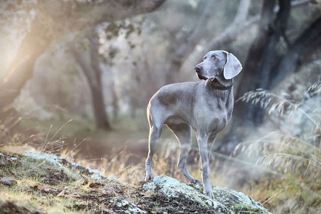 Filmland-Golden Summit-Sample-9.jpeg