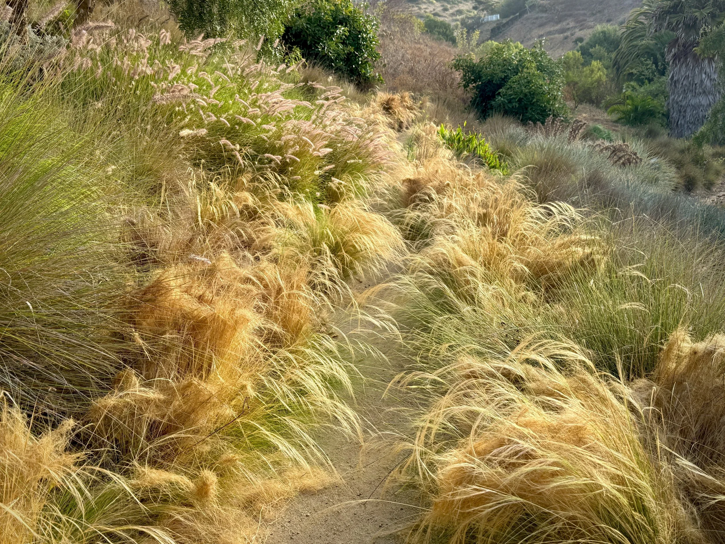 09-3ddd-Filmland - PCH Garden- Open Grounds - Nature.jpeg