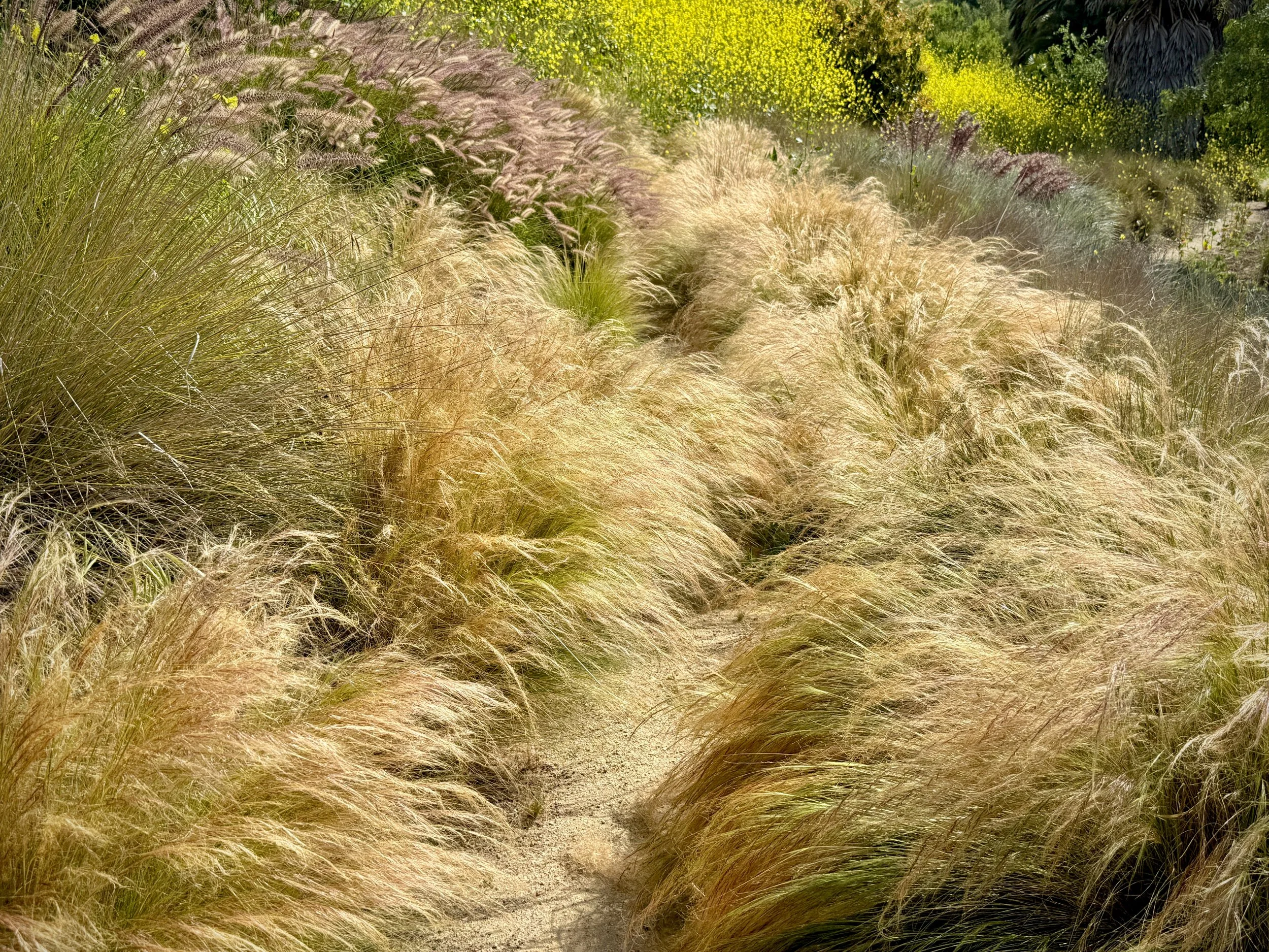 06-3c-Filmland - PCH Garden- Open Grounds - Nature.jpeg