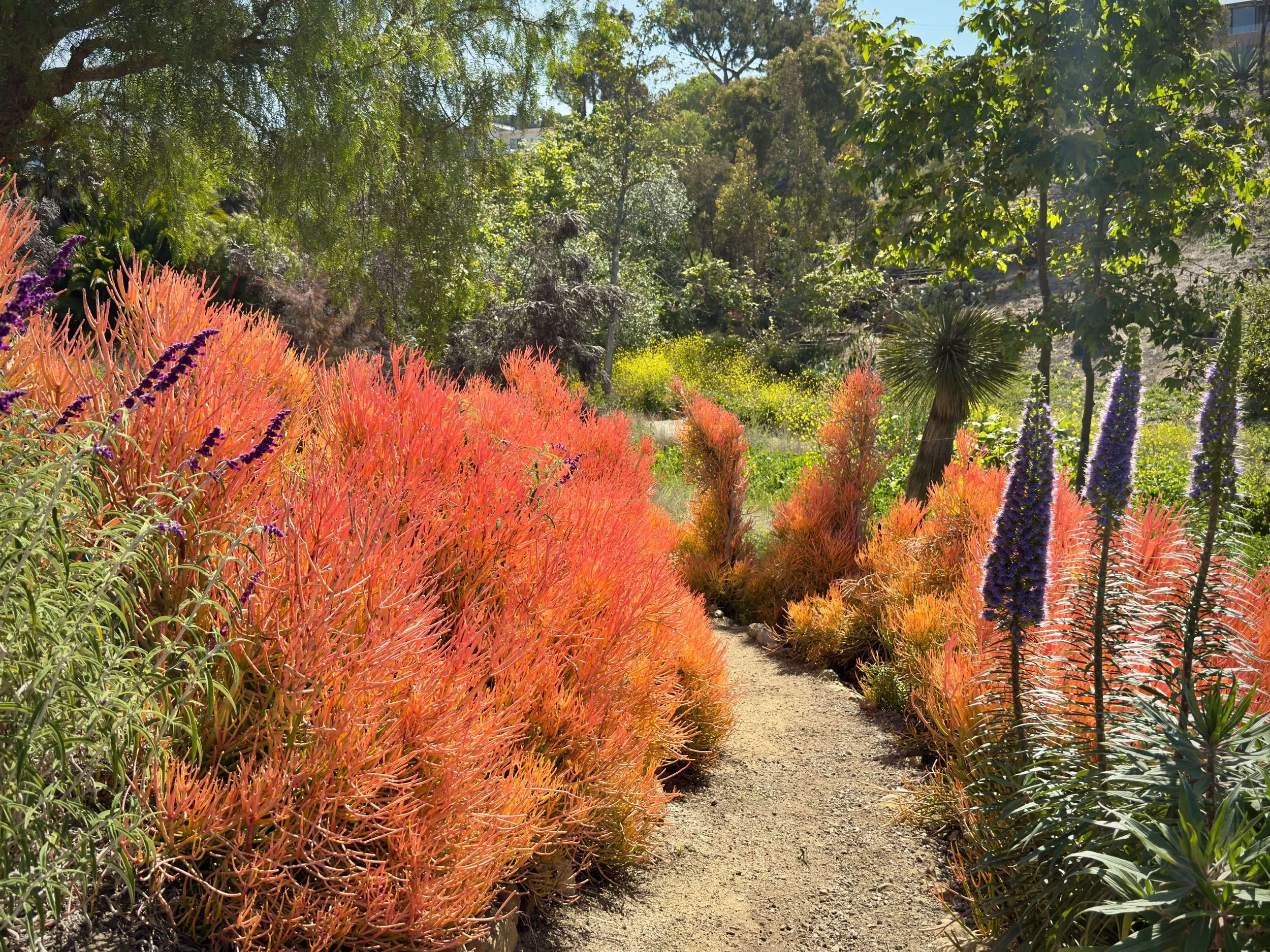 37-17a-Filmland - PCH Garden- Open Grounds - Nature.jpeg