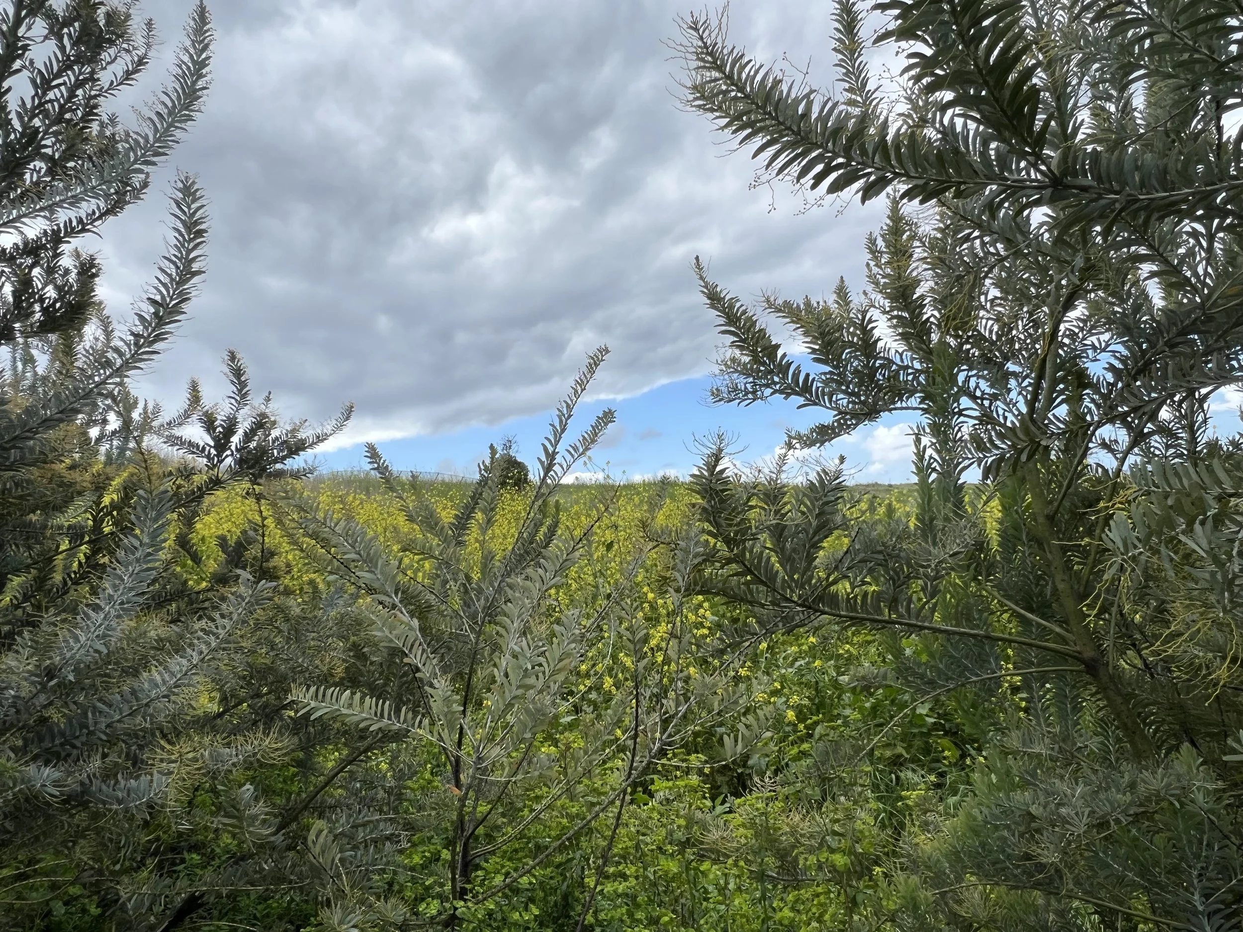 44-Filmland - PCH Garden- Open Grounds - Nature.jpeg