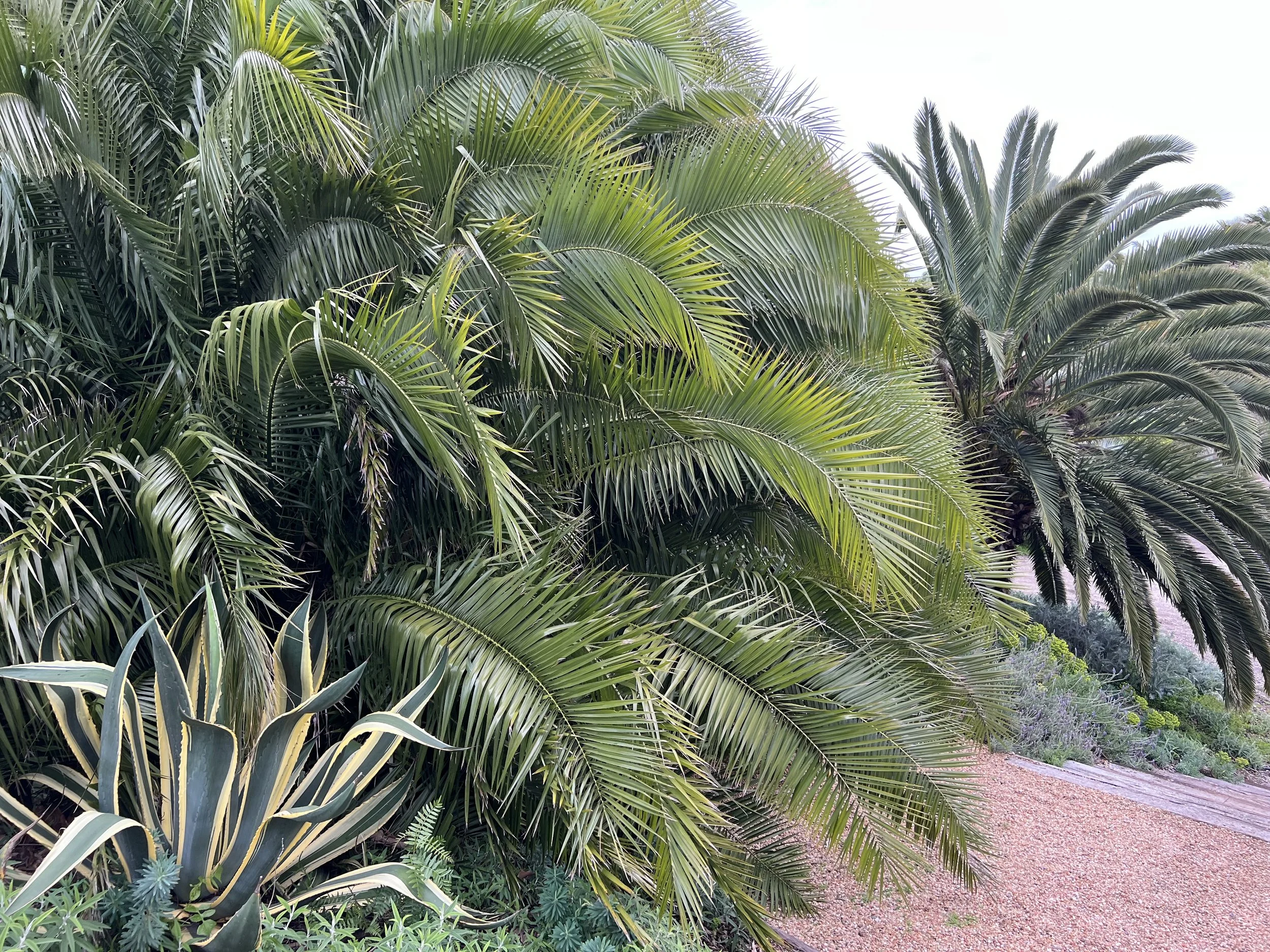 39-Filmland - PCH Garden- Open Grounds - Nature.jpeg