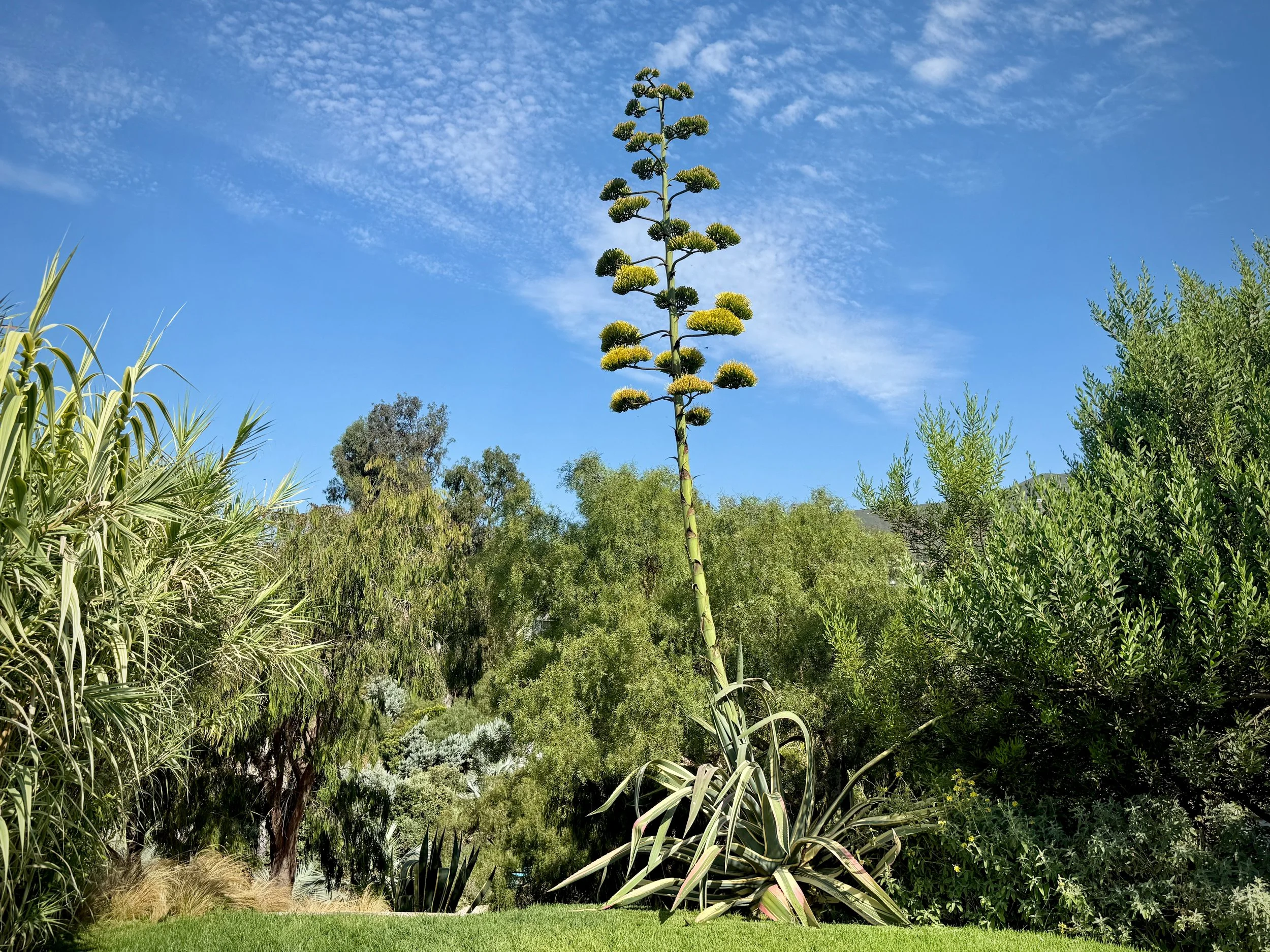 29-Filmland - PCH Garden- Open Grounds - Nature.jpeg