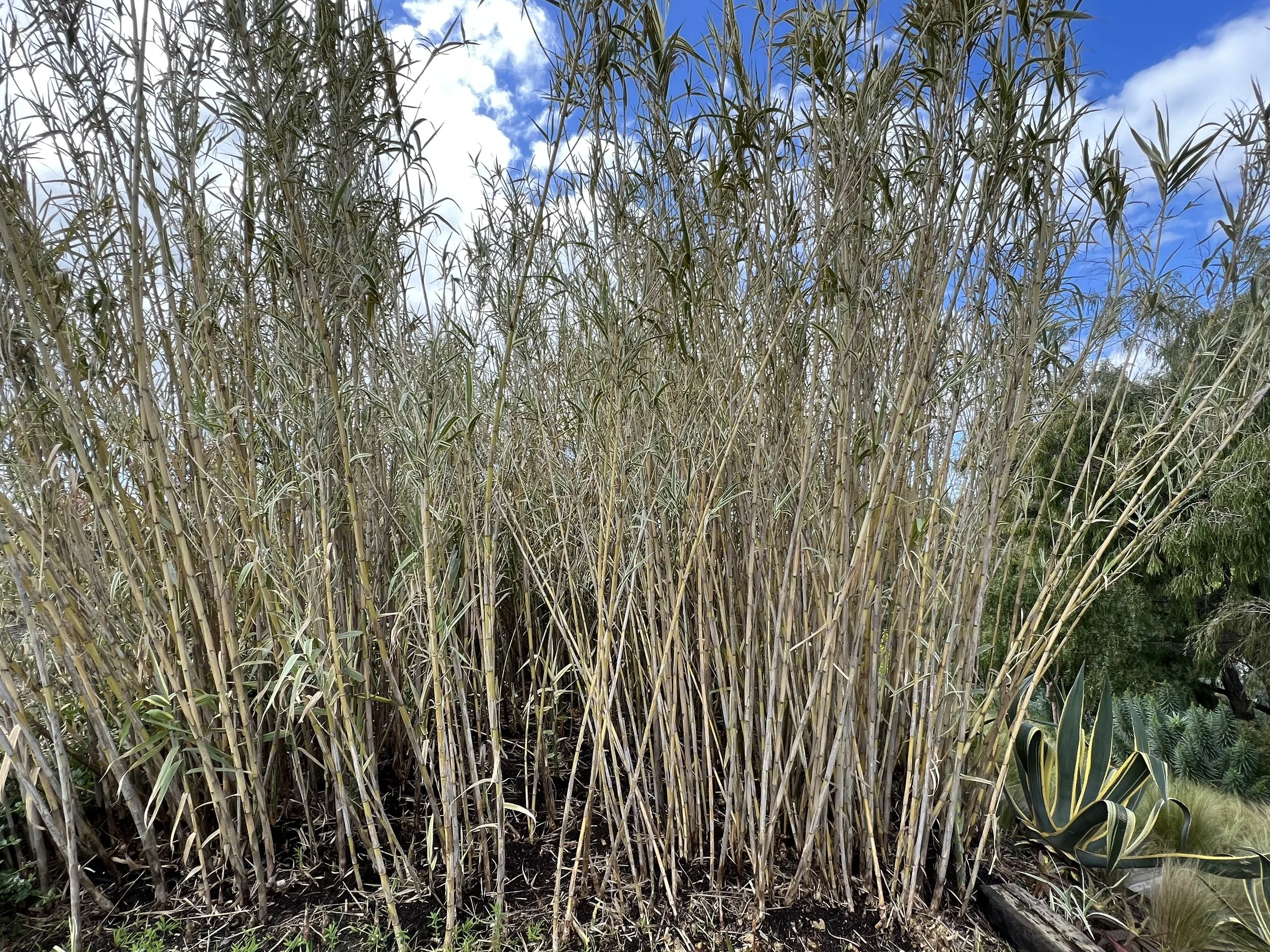 35-Filmland - PCH Garden- Open Grounds - Nature.jpeg