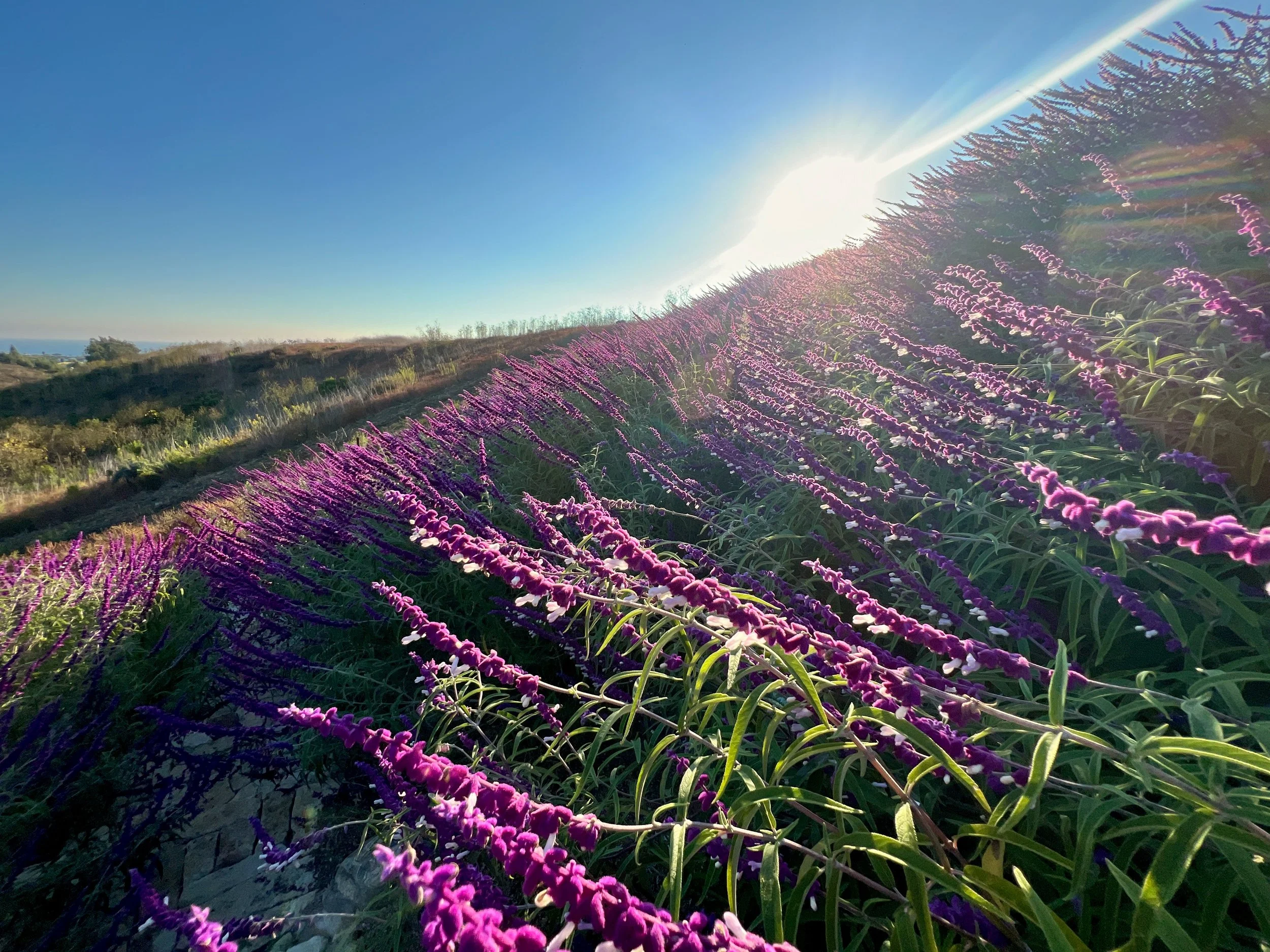43-22a-Filmland - PCH Garden- Open Grounds - Nature.jpeg