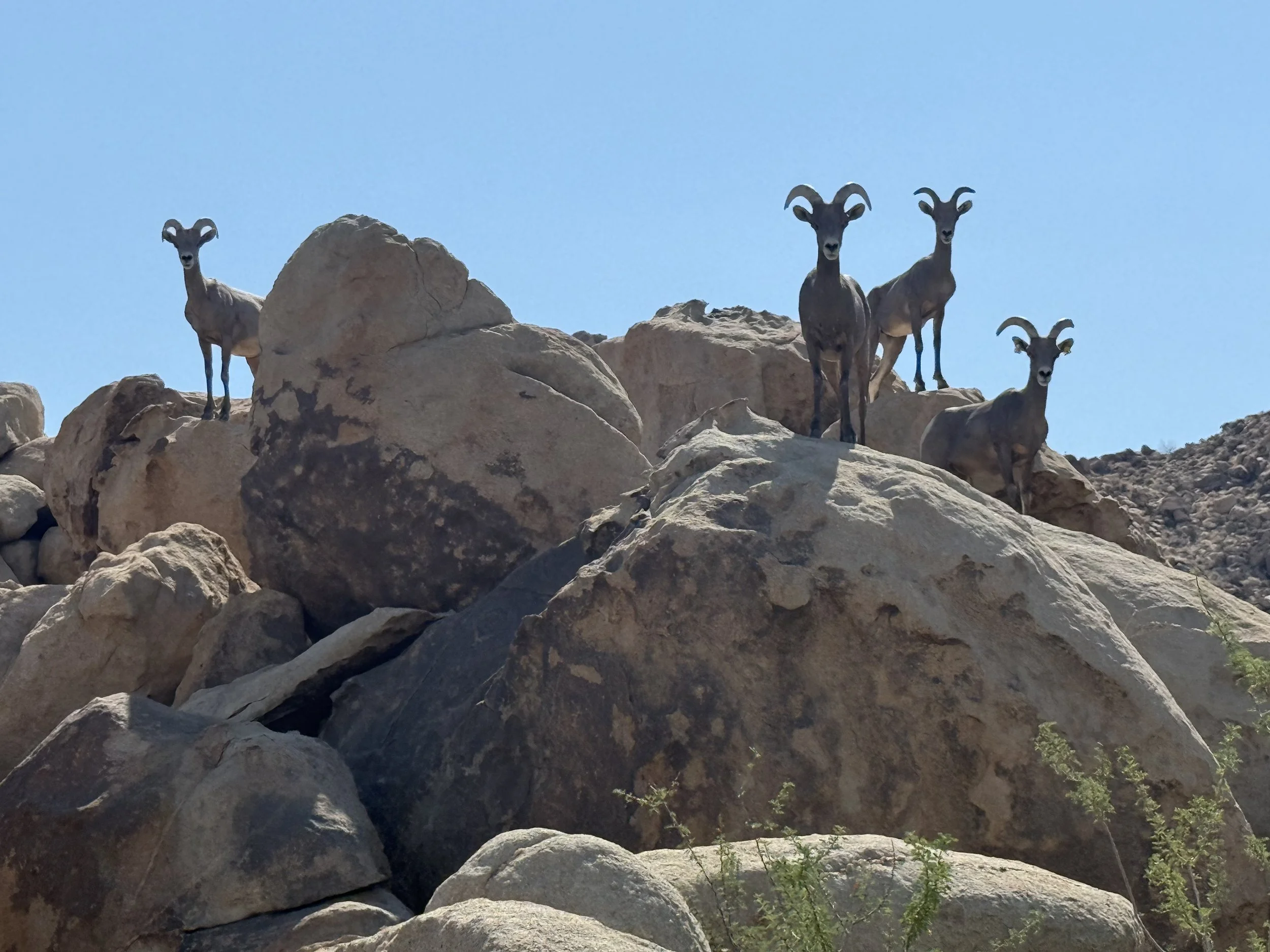 Filmland-Invisible-House-Joshua-Tree-27-exterior-27.jpeg