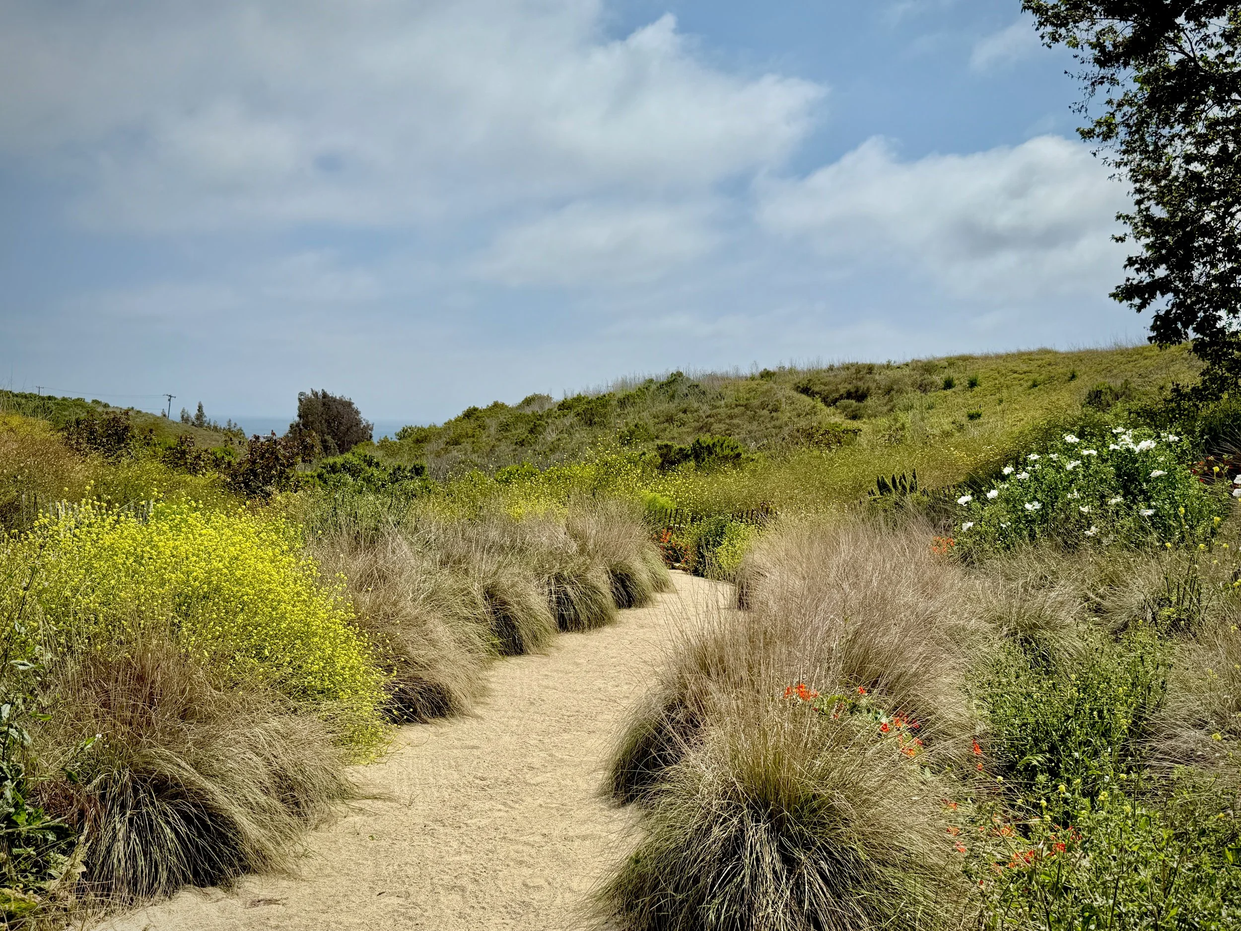 31-12a-Filmland - PCH Garden- Open Grounds - Nature.jpeg