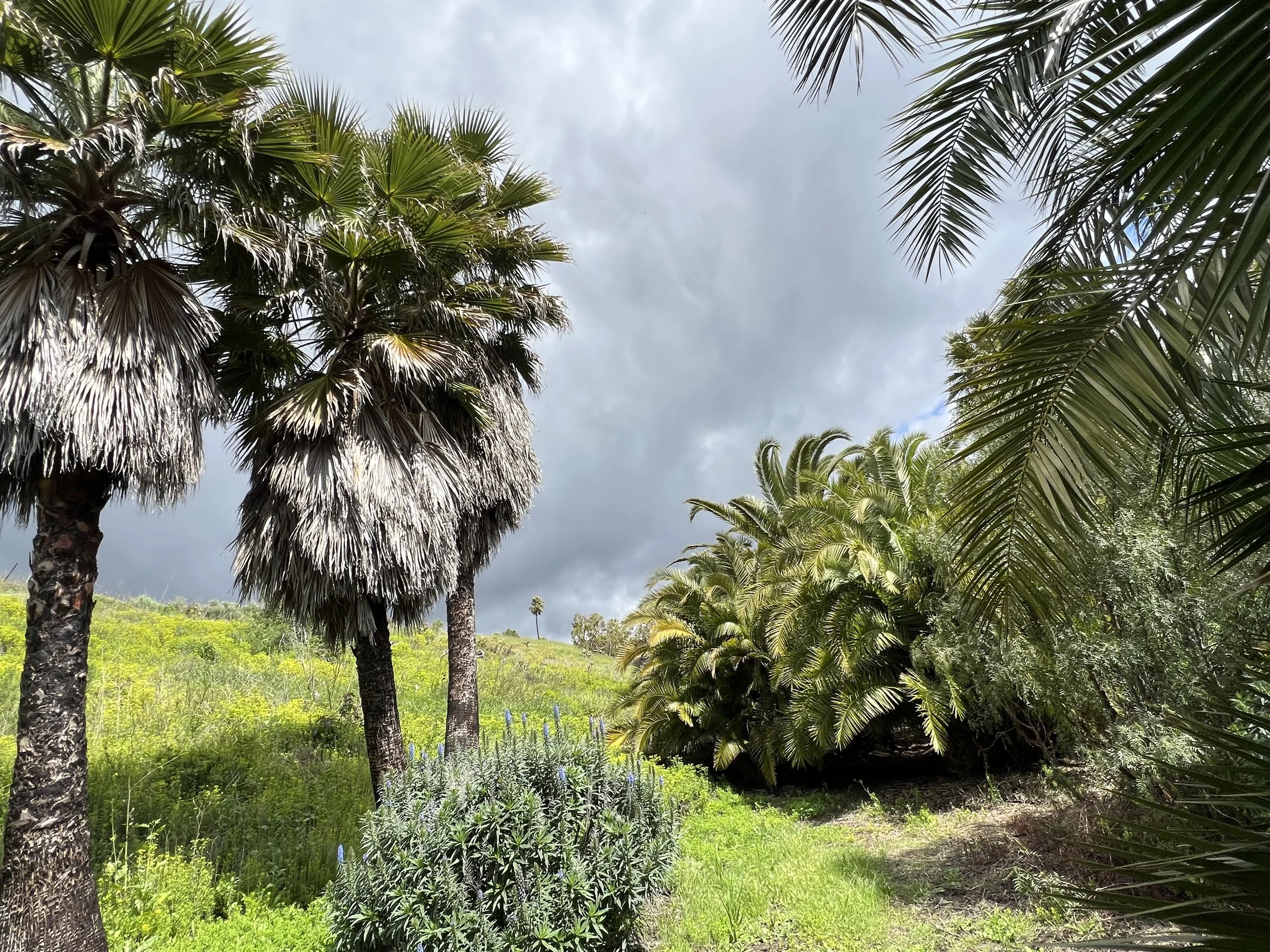 32-Filmland - PCH Garden- Open Grounds - Nature.jpeg