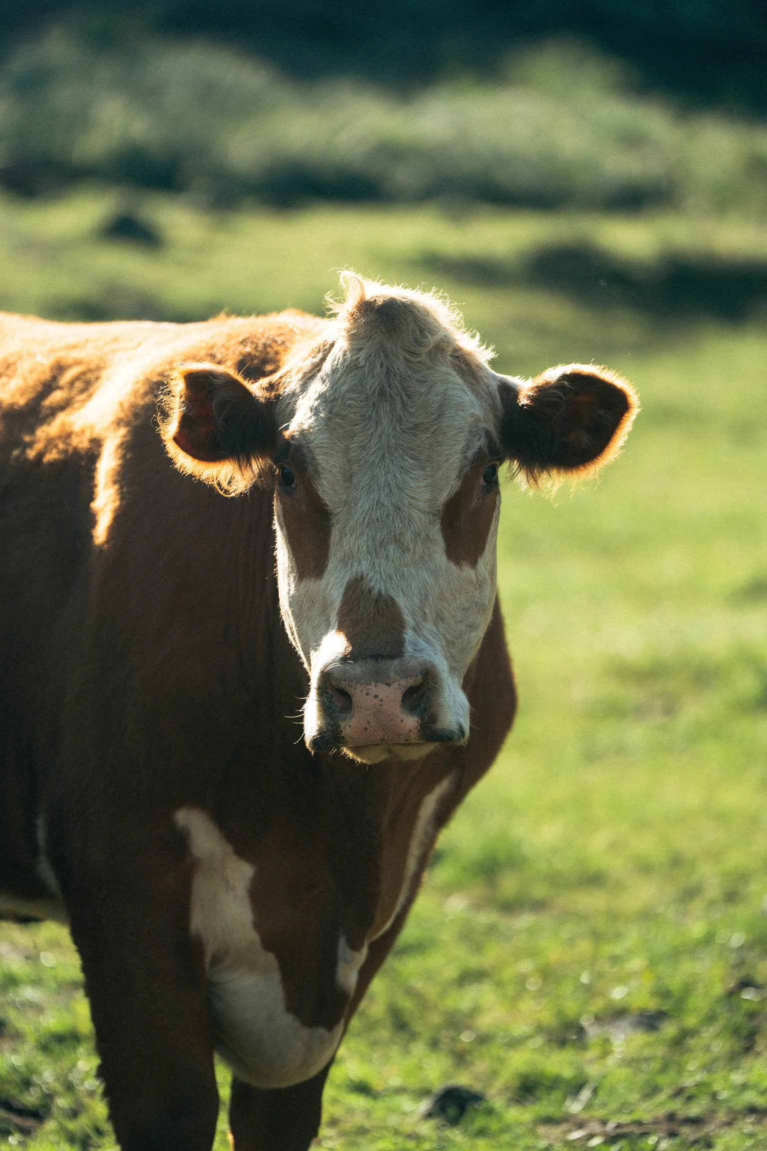 Filmland-RCRanch-livestock-2.JPG